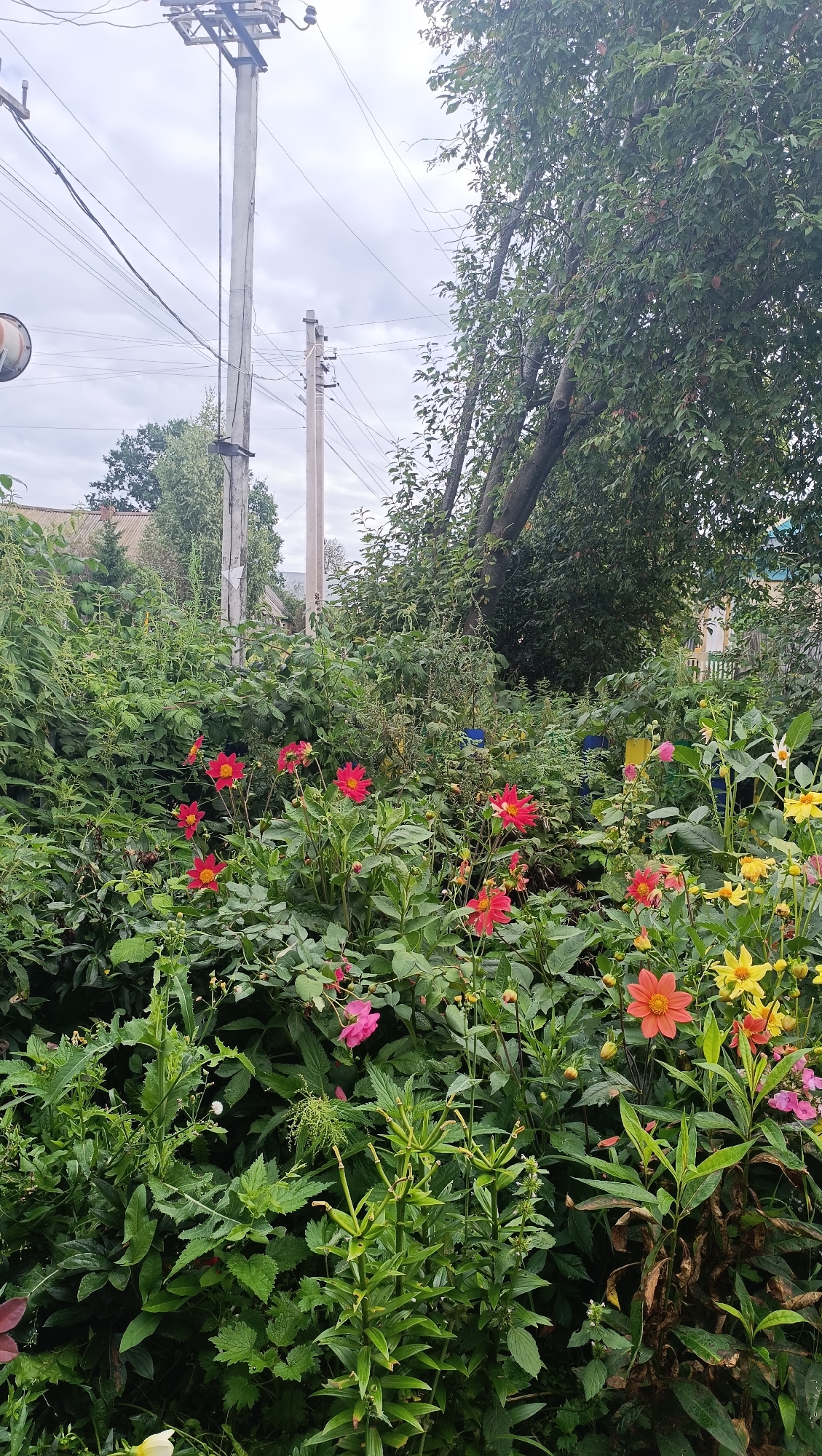 The image depicts a close-up view of a garden with various flowers in bloom, including red, yellow, and pink dahlias, set against a backdrop of lush green foliage. In the background, a large tree with dense leaves partially obscures a utility pole and overhead electrical wires, indicating an outdoor, potentially residential, setting. The overcast sky suggests a temperate climate. The scene appears to be located in the city of Karsha, Russia, given the presence of typical infrastructure like utility poles and wires. There are no people or animals visible in the image.