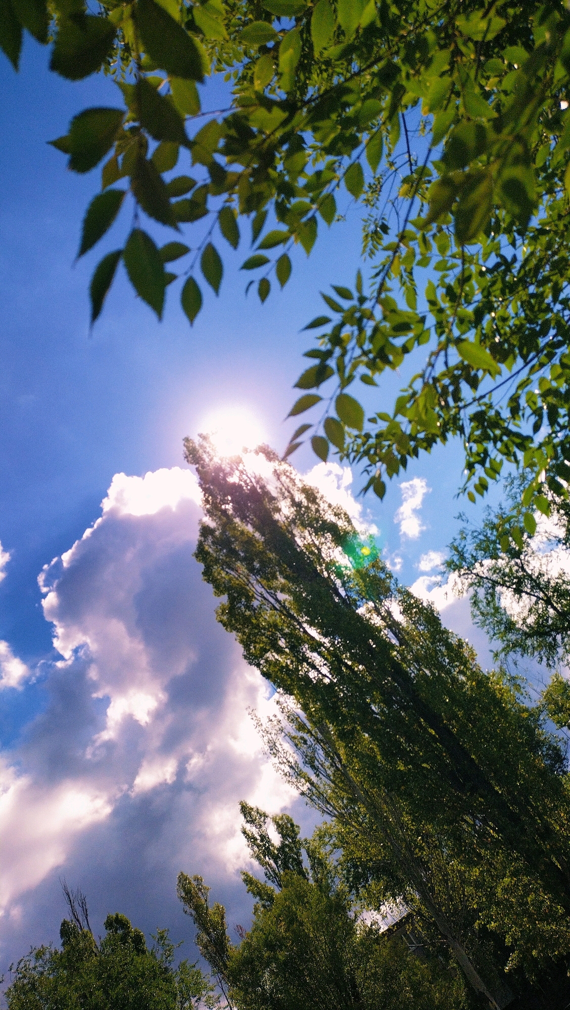 A low-angle, vertical shot captures the sky and the tops of trees in Horishni Plavni, Ukraine. The sky is a vibrant blue with scattered white and gray clouds, one large cloud group appearing slightly purple-tinged. Sunlight beams through the branches of a tall, thin, green-leaved tree that dominates the center-right of the frame, creating a lens flare. The leaves of trees, varying shades of green, frame the upper edges of the image. The lower portion of the image shows the dense canopy of more green trees.