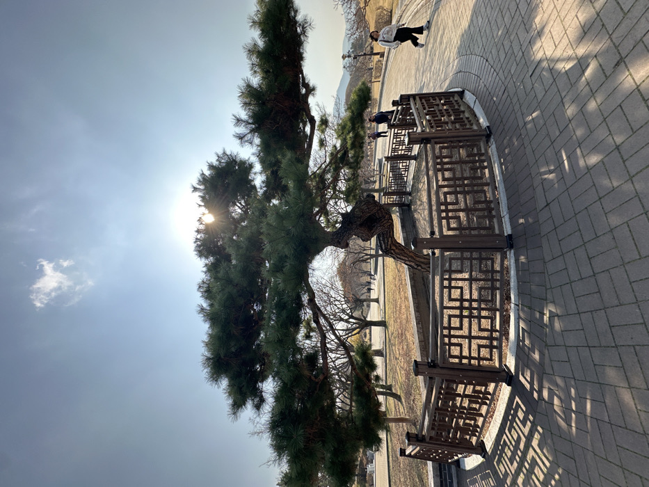 The image depicts an outdoor scene at the Daereungwon Tomb Complex in Gyeongju-si, South Korea, under a clear blue sky with a single cumulus cloud. Strong sunlight emanates from the upper right, causing a lens flare and backlighting. A large, mature pine tree with dark green needles and a noticeably gnarled, thick brown trunk occupies the center of the frame. This tree is encircled by a low, dark brown wooden fence featuring a repeating geometric pattern.
A wide, curving pathway constructed of grey rectangular paver bricks extends from the foreground, wraps around the tree enclosure, and recedes into the background. Distinct shadows from the fence and tree branches are cast upon this pathway. One individual, dressed in a light-colored sweatshirt and dark pants, walks from right to left on the pathway in the midground, partially silhouetted by the sun. Further along the path, two additional people are visible, also walking, with their features indistinct due to distance and lighting. Several other figures are present in the distant background.
The surrounding environment consists of extensive grassy areas and numerous deciduous trees with bare branches, suggesting late autumn or winter. In the far background, gentle, grass-covered hills, characteristic of ancient Silla tumuli, are visible under the clear sky.