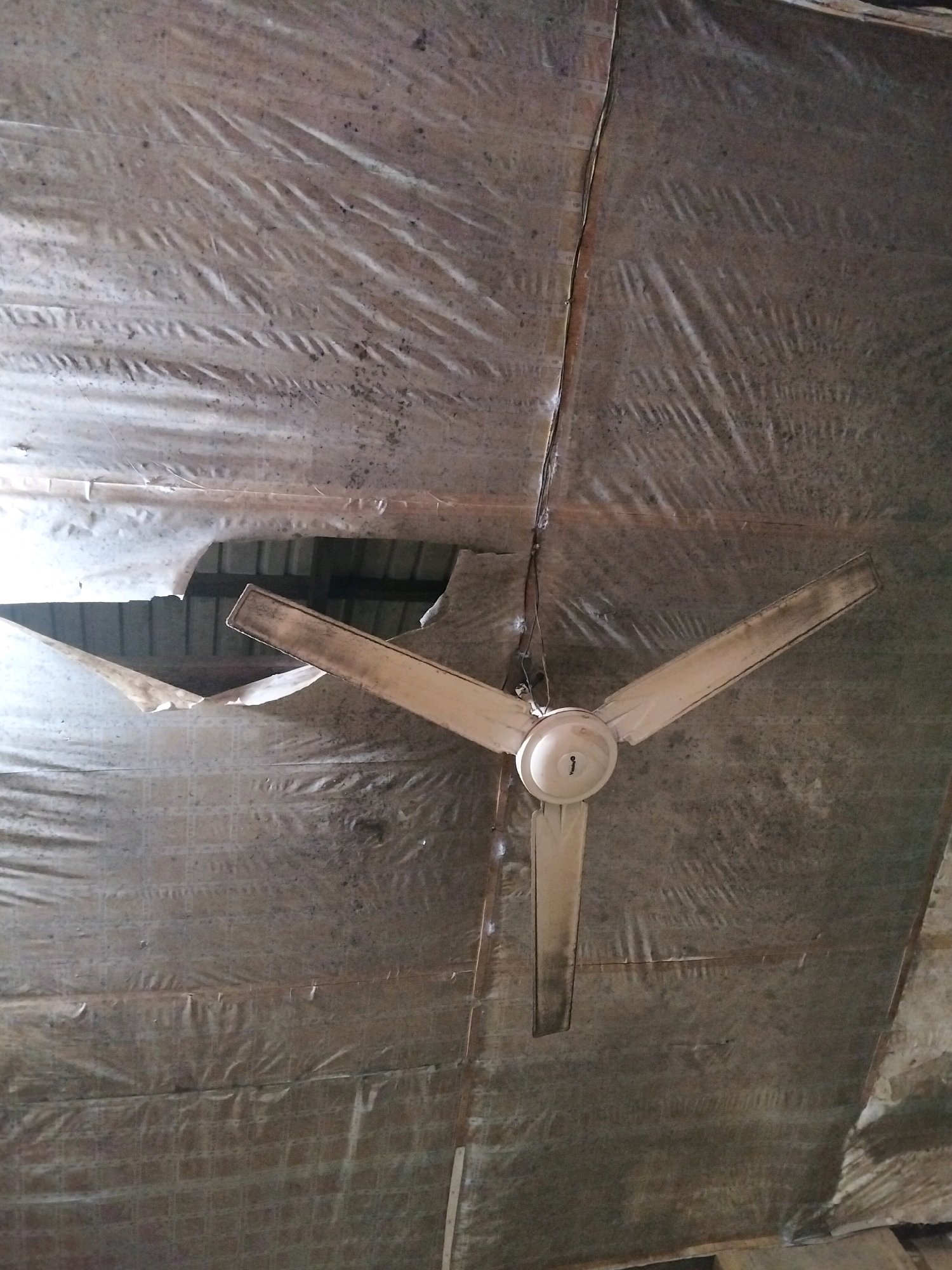 A ceiling fan with three blades is suspended from a damaged ceiling. The ceiling appears to be made of a thin, possibly plastic or tarp-like material that is torn in several places, revealing the structure above. The material is also discolored and dusty. The fan itself is a cream or beige color and shows signs of dust and dirt accumulation on its blades. The fan is attached to the ceiling by a central motor housing. Wires are visible running from the ceiling to the fan. The scene suggests a dilapidated or unfinished indoor space. The context of Teluk Pambang, Indonesia, implies a humid or tropical environment, which could contribute to the condition of the materials.