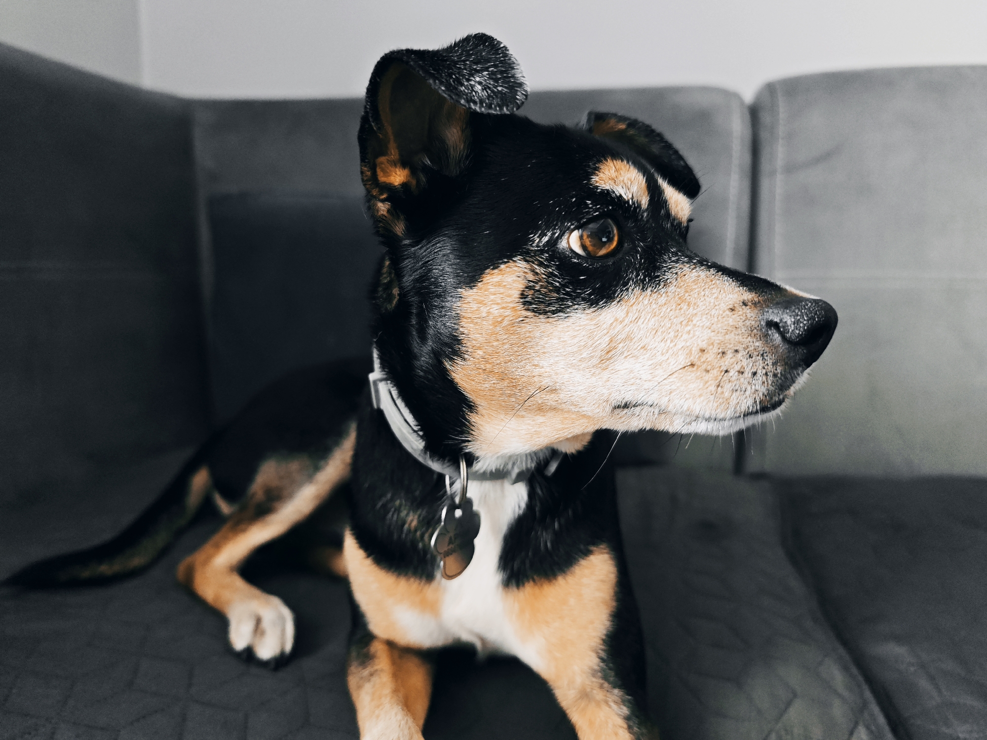 A medium-sized, short-haired dog with a black, tan, and white coat is resting on a gray fabric-covered sofa. The dog is wearing a light-colored collar with a tag shaped like a paw print. The dog is looking off to the right, its head raised slightly. The background is a plain, light-colored wall. The lighting appears to be indoor, likely diffused daylight. The location is not identifiable as Burgas, Bulgaria based on the image.