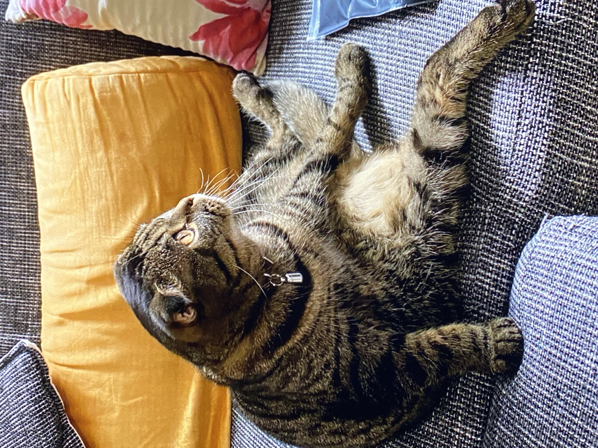 The image shows a tabby cat lying on its back on a couch in Purkersdorf, Austria. The cat is a mix of brown, black, and grey stripes. It is wearing a silver collar with a small silver charm. The cat's paws are extended, and its belly is exposed. The cat appears relaxed and comfortable.
The couch is upholstered in a dark grey fabric with a textured weave. To the left of the cat, there is a bright yellow cushion, and behind it, a pillow with a floral pattern in pink and white. To the right of the cat, part of a blue plastic bag is visible. The lighting suggests it is daytime, possibly indoors, with natural light illuminating the scene. The overall impression is one of domestic tranquility, with the cat enjoying a moment of leisure.