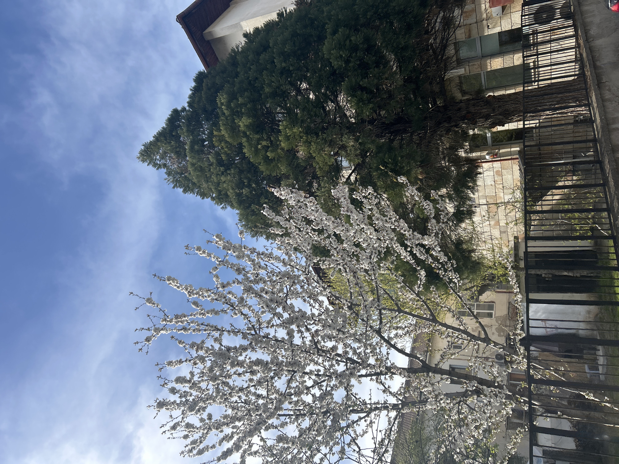This image, set in Zlatograd, Bulgaria, captures an outdoor scene dominated by natural elements and architectural structures under a clear sky.
In the foreground and midground, a profusely blooming tree with delicate white flowers is prominent, its branches extending across the lower and central portions of the frame. The blossoms appear dense and bright, suggesting the tree is in full spring bloom. Behind this flowering tree, a tall, dark green evergreen tree, possibly a cypress or similar conifer, stands impressively, its dense foliage creating a strong vertical element.
To the right of the image, portions of a building are visible. The structure appears to be made of light-colored stone or stucco, with visible windows and parts of a roofline. A dark metal fence or railing is also present on the far right, separating the immediate area from what might be another part of the building or a pathway. Some exposed piping or an air conditioning unit can be seen on the building wall.
The sky above is a vibrant, clear blue with a few thin, wispy white clouds, indicating a bright and sunny day. The overall impression is one of a pleasant spring day, with the blooming tree signaling the season. There are no people visible, and no specific activities are taking place. No discernible text is present in the image. The scene conveys a sense of tranquility and natural beauty.