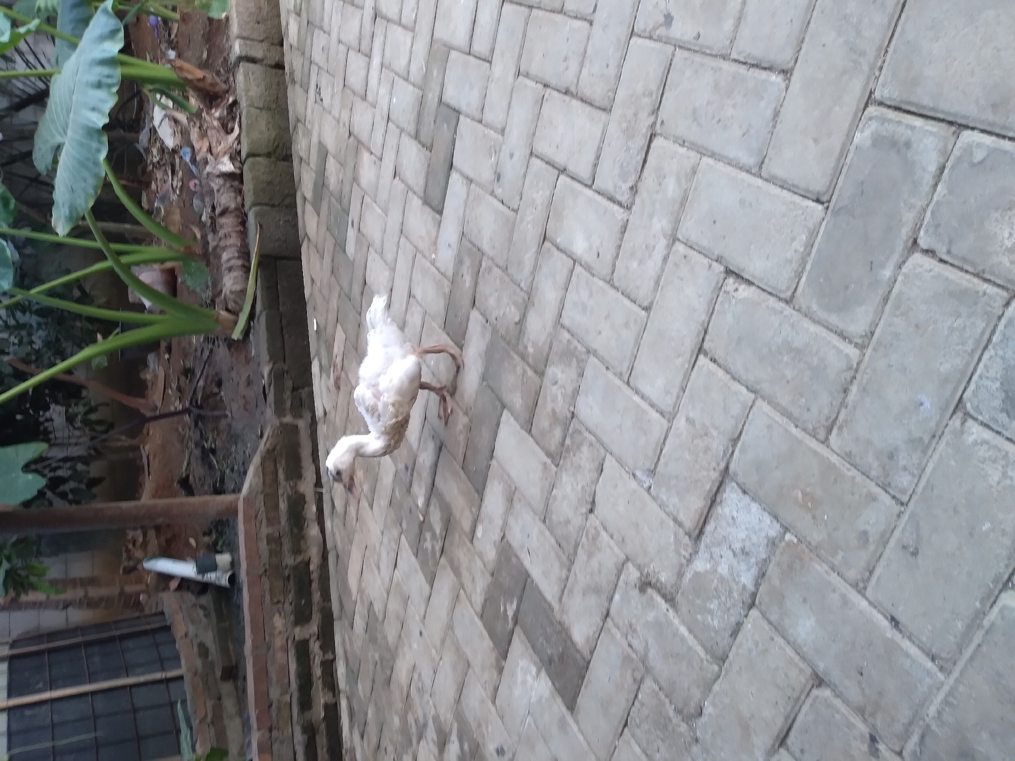 A white duck walks on a herringbone-patterned brick patio. The duck is facing to the right, with its beak slightly open. Its body is mostly white, with some darker feathers on its wings. The patio is made of light gray bricks. In the background, there is a brick wall, some greenery, and a tree trunk. The scene appears to be outdoors, likely in a residential area. The location is identified as Pandak, Indonesia.
