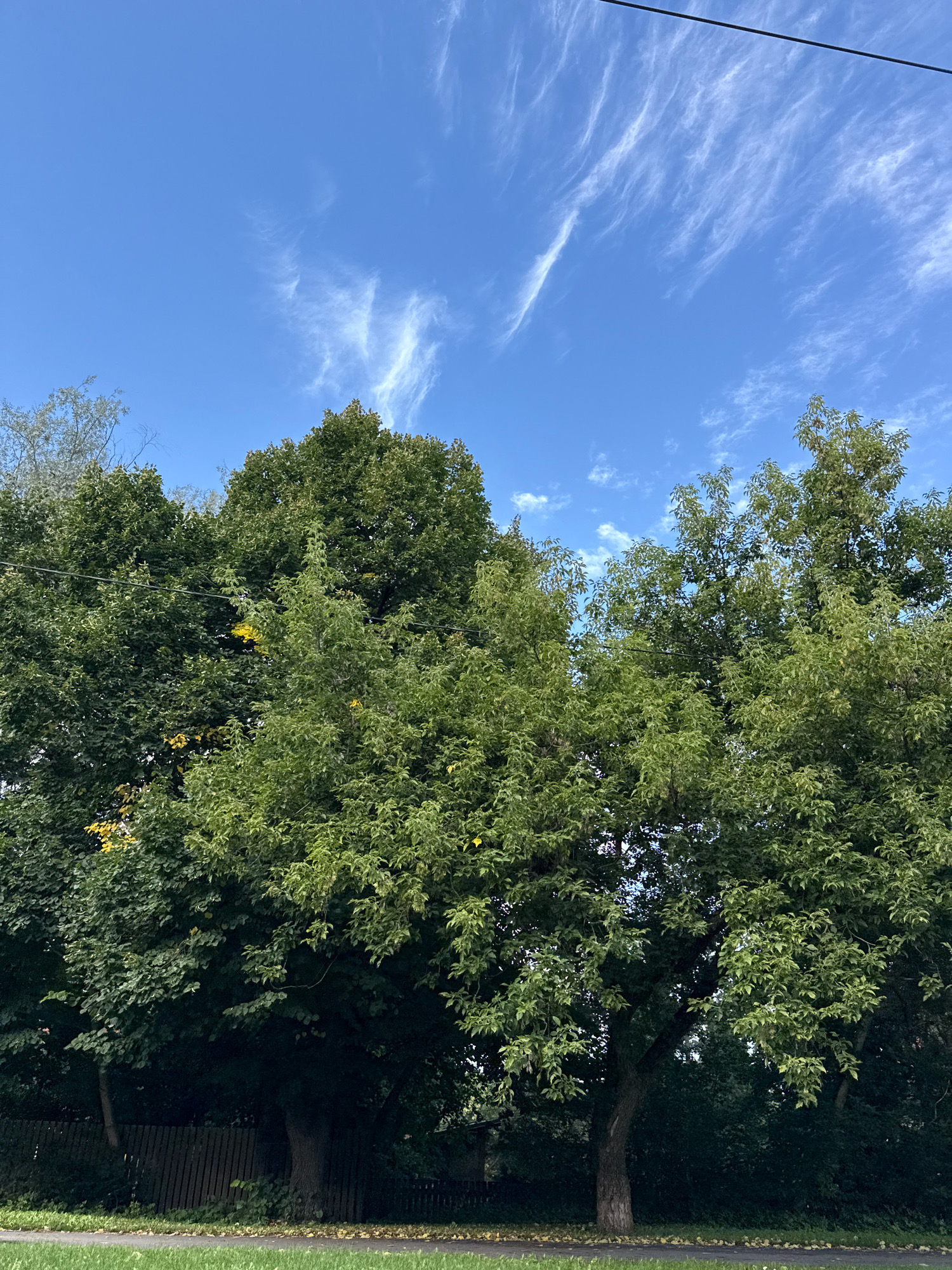 A vertical, eye-level shot captures a bright, sunny day with a clear blue sky and wispy white clouds. The top portion of the image is dominated by the sky, with a black power line stretching horizontally across the upper right quadrant. Below the sky, a dense canopy of green trees fills the majority of the frame, their leaves appearing lush and vibrant. The trees vary in size and density, with some appearing darker and fuller than others. Scattered among the leaves, a few patches of yellow are visible, suggesting the beginning of autumn or possibly flowers. In the lower part of the image, a wooden fence with vertical planks runs horizontally, partially obscured by the lower branches and foliage of the trees. A paved surface, possibly a road or pathway, is visible in the foreground, with a strip of green grass bordering it. The scene appears to be an outdoor setting, likely in a residential area or park, given the presence of trees, fence, and paved area. The overall impression is one of a tranquil, natural environment bathed in sunlight.