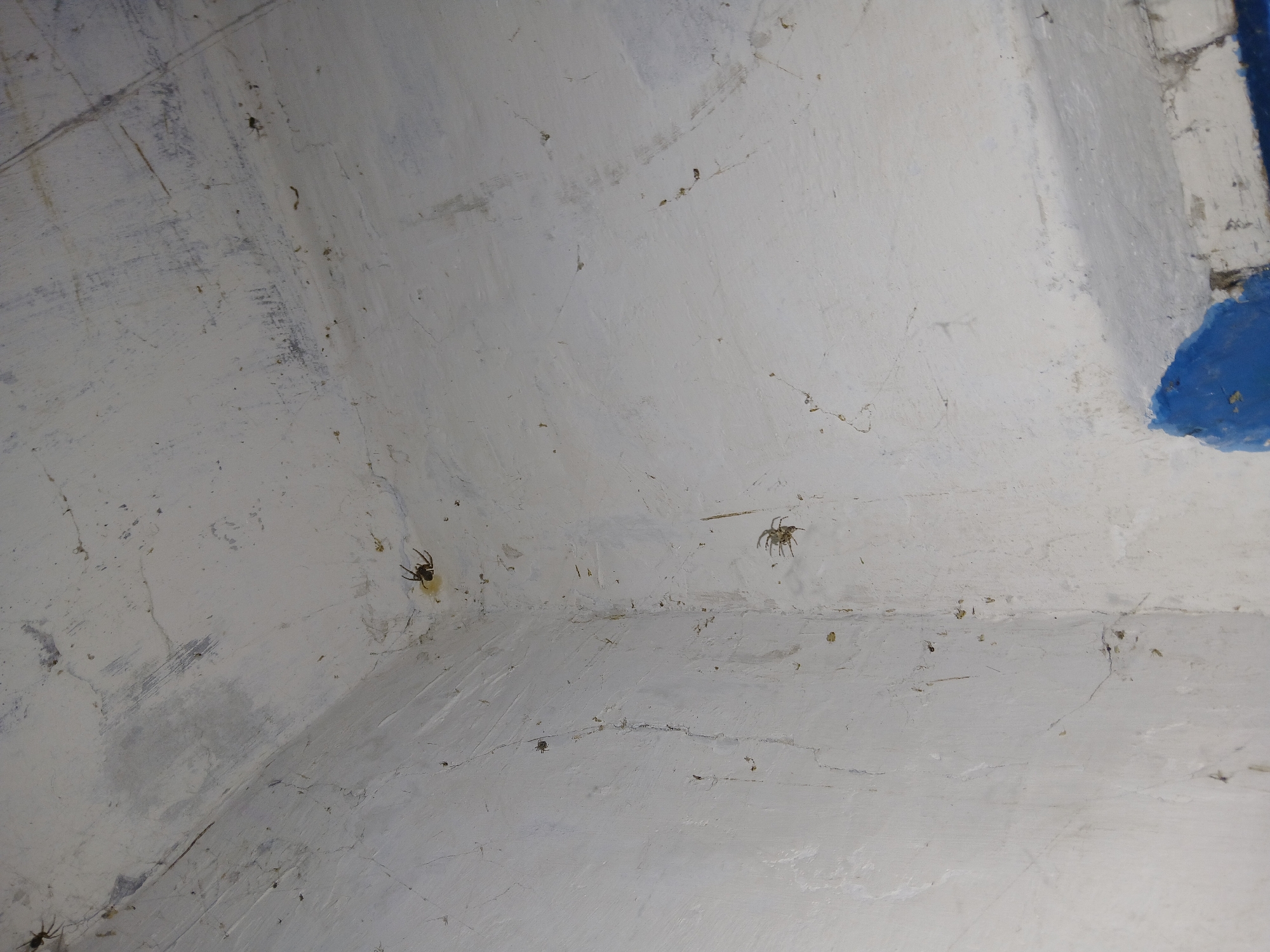The image depicts an interior corner of a room with white painted walls and ceiling, showing signs of age and wear, including visible cracks, scuffs, and minor debris. Several spiders are visible on the walls and ceiling. In the foreground, a section of the wall has been painted with a bright blue color, appearing somewhat damaged. The overall impression is one of an unkempt or abandoned indoor space.
