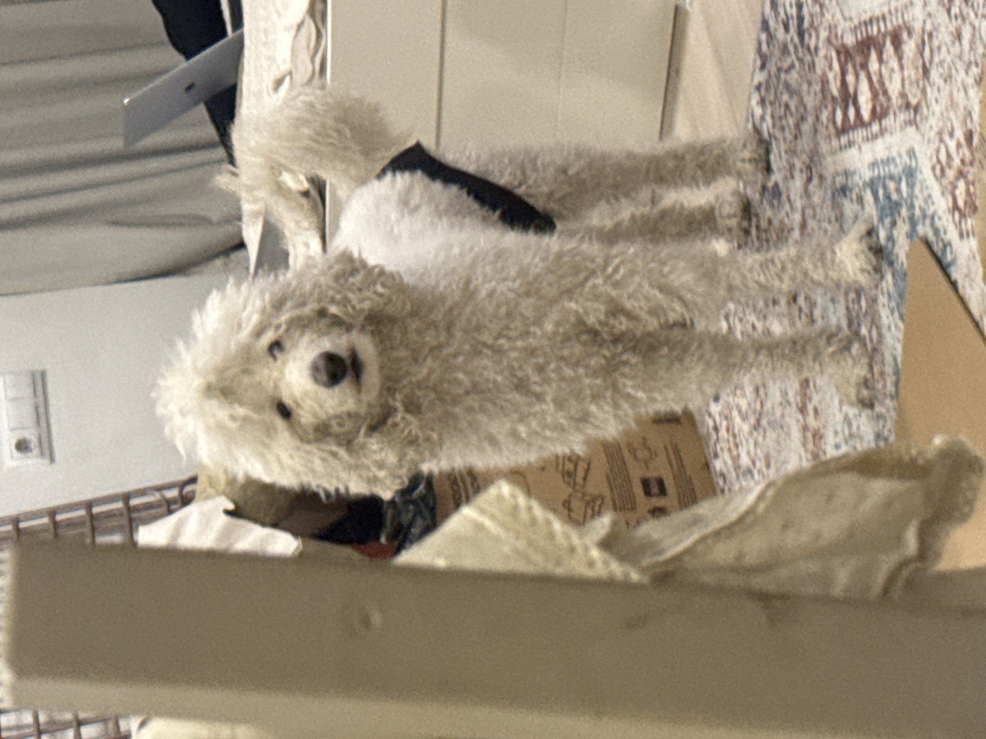 The image, taken in an indoor setting, likely a home in Krasnoyarsk, Russia, features a light-colored, fluffy dog as its main subject. The dog, possibly a Poodle or similar curly-haired breed, has cream or off-white fur, dark eyes, and a dark nose, and is looking directly at the camera. A black harness or collar is visible on its back.
The image is rotated 90 degrees clockwise, making the dog appear to be lying on its side. In the background, what appears to be a silver laptop is partially open on a textured, light-colored surface. Behind the laptop, a dark piece of fabric or clothing is visible. To the right, a patterned rug or blanket with geometric designs in brown, blue, and cream tones adds texture to the scene.
Below the dog, a cardboard box is present, featuring some faint, illegible text and symbols on its surface. The foreground is partially obscured by a light-colored wooden or composite board. On the left side of the image, a white wall is visible with an electrical outlet or switch, and below it, a metal grid structure, possibly part of a cage or shelf. The overall lighting is soft, suggesting indoor artificial light or diffuse daylight. No specific human figures are visible, but human presence is implied by the objects present. There are no clear indications of the time of day or weather within the image itself.