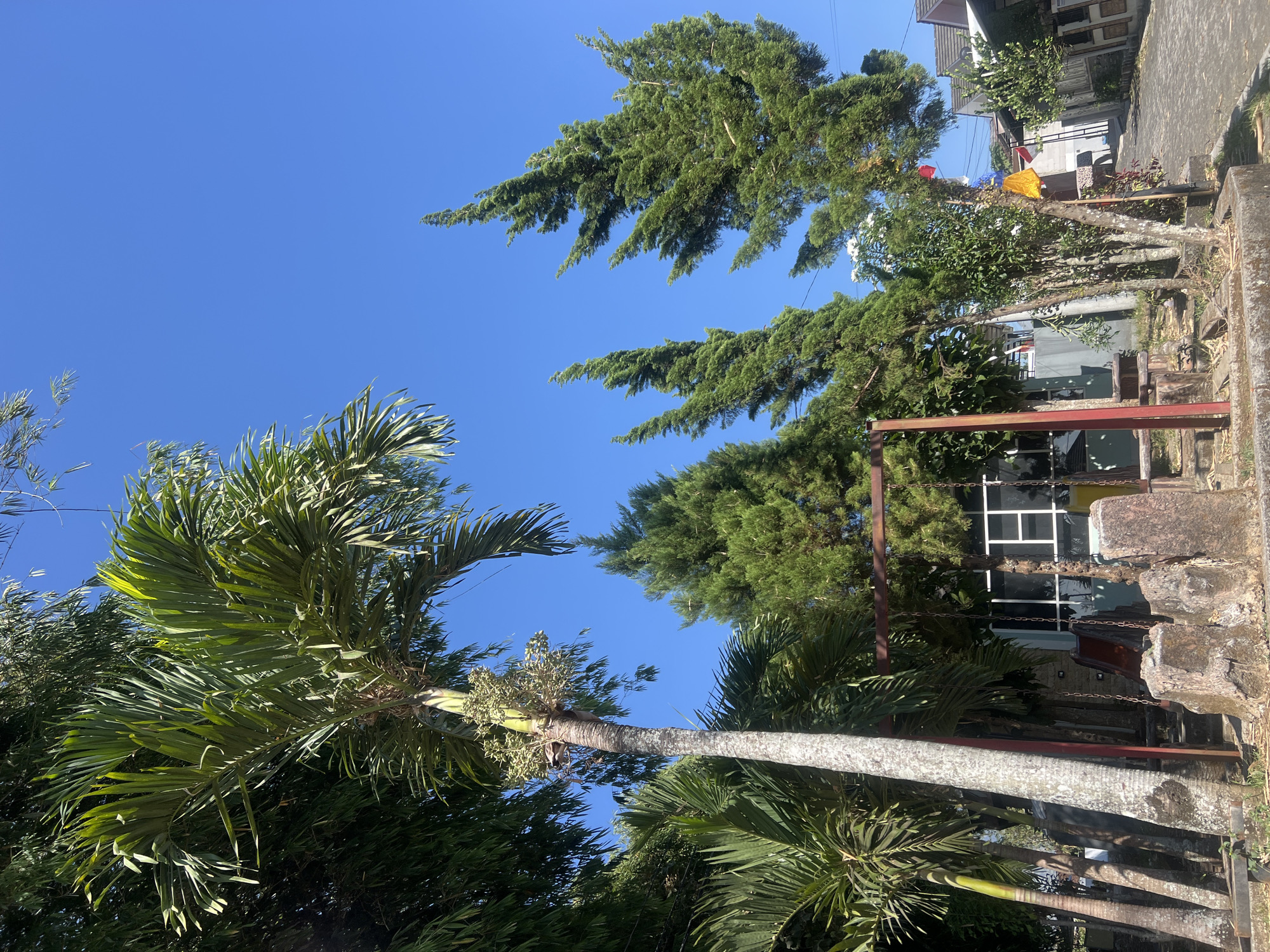 The image depicts a sunny outdoor scene in Joho, Indonesia, characterized by lush greenery and a clear blue sky. In the foreground, a weathered swing set with rusted chains and a red frame stands on a patch of dry, leaf-strewn ground, flanked by large, rough-hewn rocks. Behind the swing set, a tall, textured palm tree with green fronds dominates the left side of the frame, partially obscuring a dense growth of bamboo. Several conifer trees of varying heights are visible, with their pointed tops reaching towards the sky. In the background, residential buildings with tiled roofs are nestled amongst the trees, and a paved walkway is visible on the right. The scene appears to be a residential area or a park, with a relaxed and somewhat overgrown atmosphere.