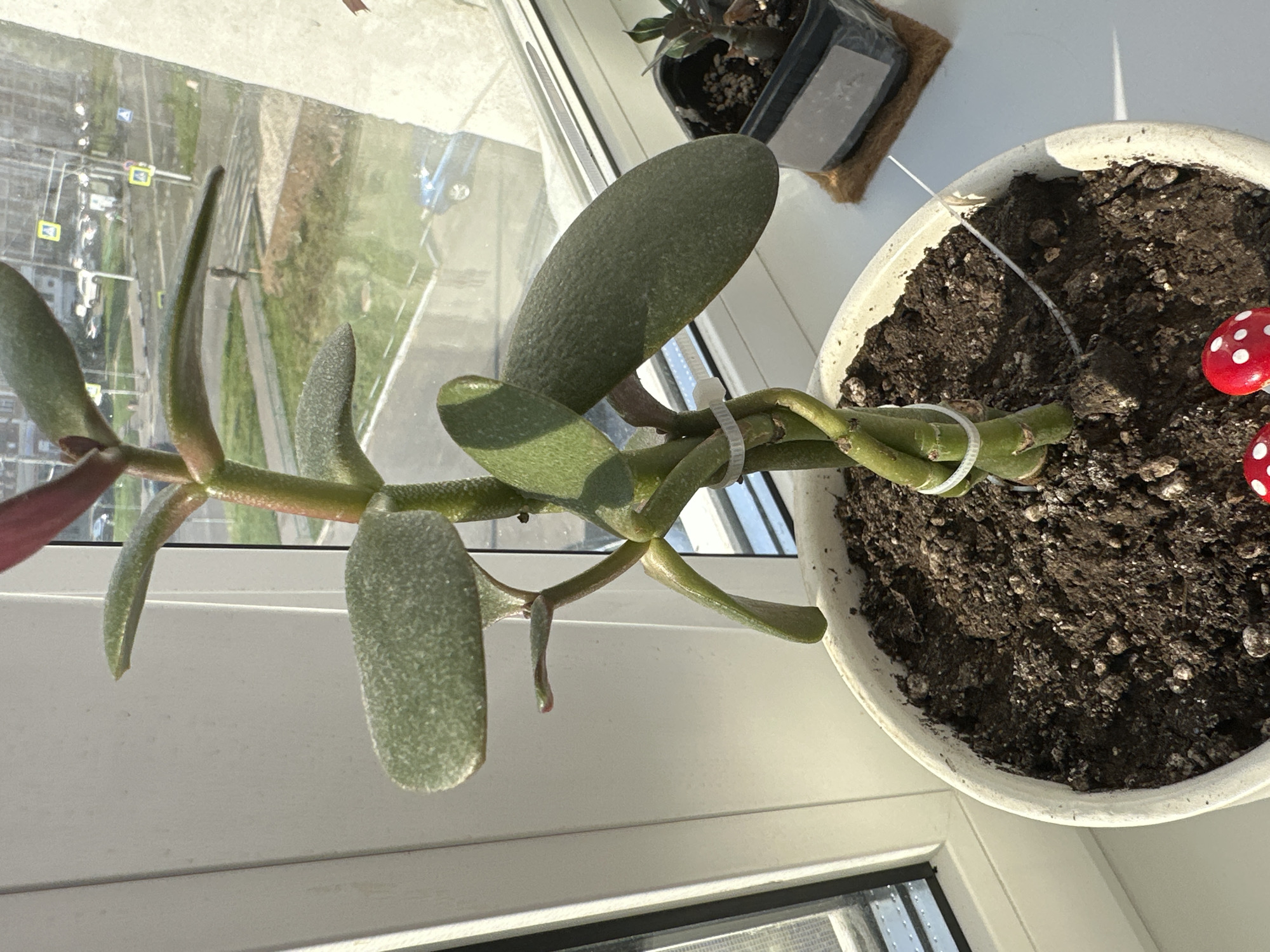 A mature jade plant (Crassula ovata) in a white pot sits on a windowsill overlooking a city street in Podolsk, Russia. The plant has thick, woody stems and large, oval, green leaves with reddish edges. The stems are intertwined and secured with a white plastic tie. The pot is filled with dark soil and is decorated with two small red and white mushroom figurines. In the background, a street scene is visible through the window, with cars, pedestrians, and traffic signals. The sun is shining, casting a warm light on the plant and the windowsill. To the right of the jade plant, a smaller succulent plant in a black pot sits on a brown mat.
