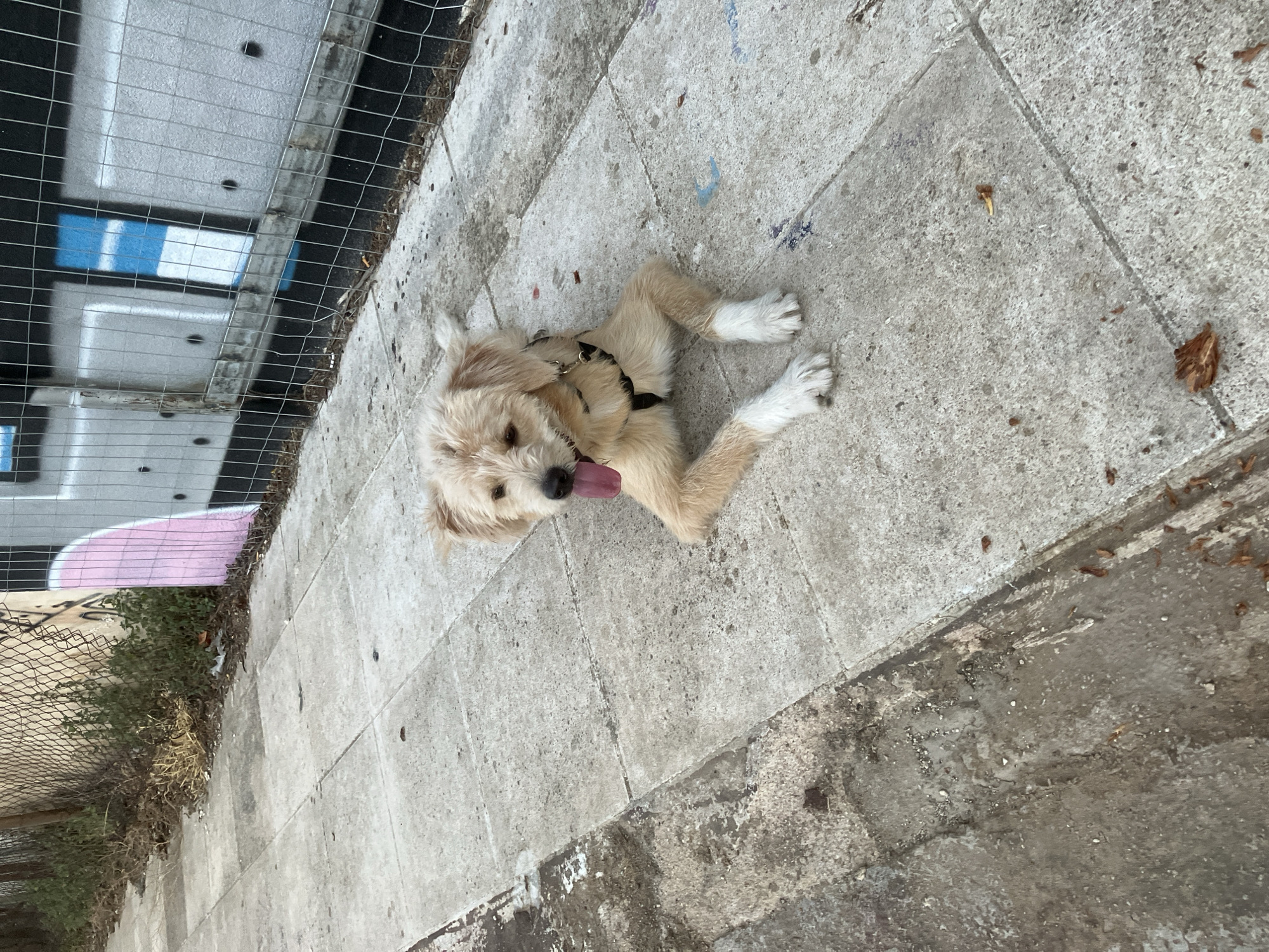A light-colored, medium-sized dog with shaggy fur and white-tipped paws lies on its side on a concrete sidewalk. The dog is wearing a dark harness and has its tongue hanging out. The sidewalk is composed of large, square concrete slabs and is adjacent to a dirt and debris-filled area. Behind the sidewalk, there is a chain-link fence with graffiti visible on a wall behind it, which appears to be in Paleo Faliro, Greece. The graffiti includes a large pink shape and rectangular shapes with blue and white markings. The scene is outdoors during daylight.