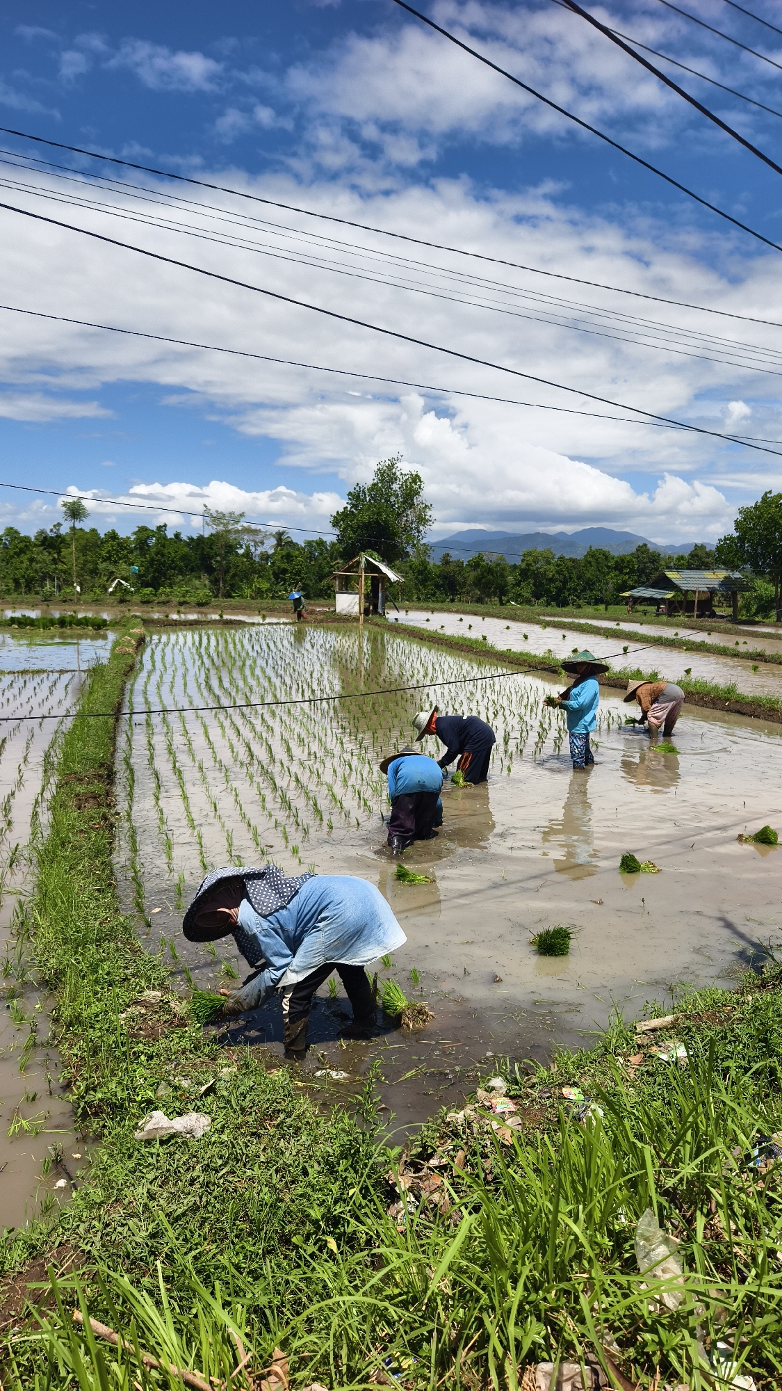 This vertical shot captures a bustling scene of manual rice planting in Bagu, Indonesia, under a bright, sunny sky. In the foreground and midground, multiple individuals, likely farmers, are bent over in a flooded rice paddy field, actively transplanting young green rice seedlings into the muddy water. They are clad in practical work attire, including long-sleeved shirts, long pants or skirts, and wide-brimmed or conical hats, designed to shield them from the sun and mud. Bundles of seedlings are visible in their hands and floating nearby.
The rice paddy is partially planted, with neat rows of green shoots already visible, reflecting the clear blue sky. Grassy embankments line the edges of the field, with some debris visible in the immediate foreground. In the background, lush green trees form a dense line, with a small, rustic wooden shelter standing amidst the fields. Distant mountains are visible on the horizon, hinting at the expansive rural setting.
The time of day appears to be late morning or early afternoon, characterized by strong sunlight and clear visibility. The sky is a vibrant blue with scattered white cumulus clouds, and several power lines stretch across the upper portion of the frame. The image conveys a sense of industrious agricultural labor, typical of rice-growing regions. There is no visible text in the image.