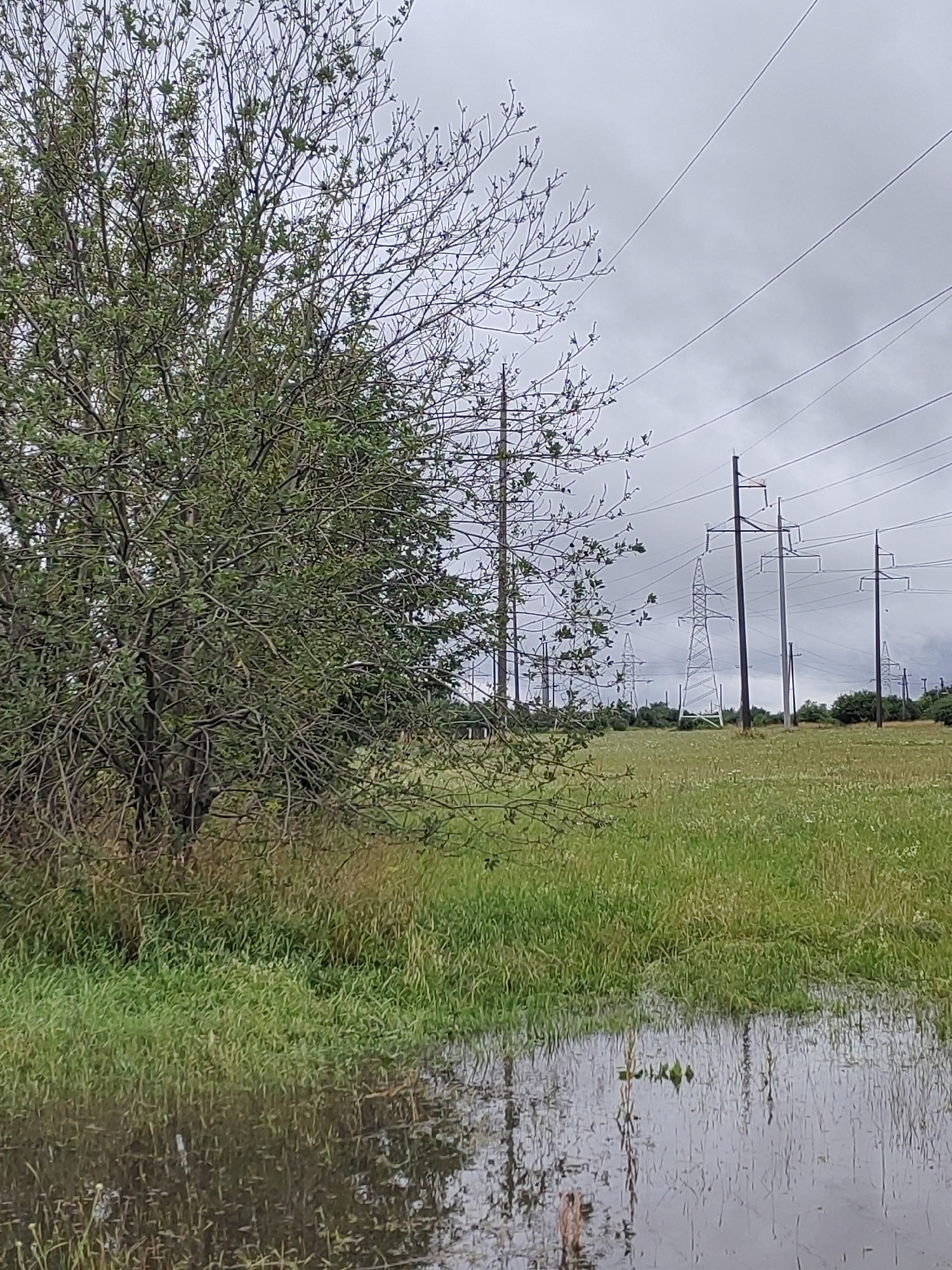 The image depicts a landscape featuring a large tree with sparse green foliage on the left side, partially obscuring a field of green grass. A body of water, possibly a puddle or flooded area, is in the foreground, reflecting the surrounding environment. In the background, a series of tall electricity pylons and power lines traverse the field, suggesting an open, possibly rural or semi-rural area. The sky is overcast with grey clouds, creating a subdued lighting condition. The overall scene appears to be located in an outdoor, natural or semi-natural setting with man-made infrastructure. The image does not contain any people or overt signs of human activity beyond the power lines.