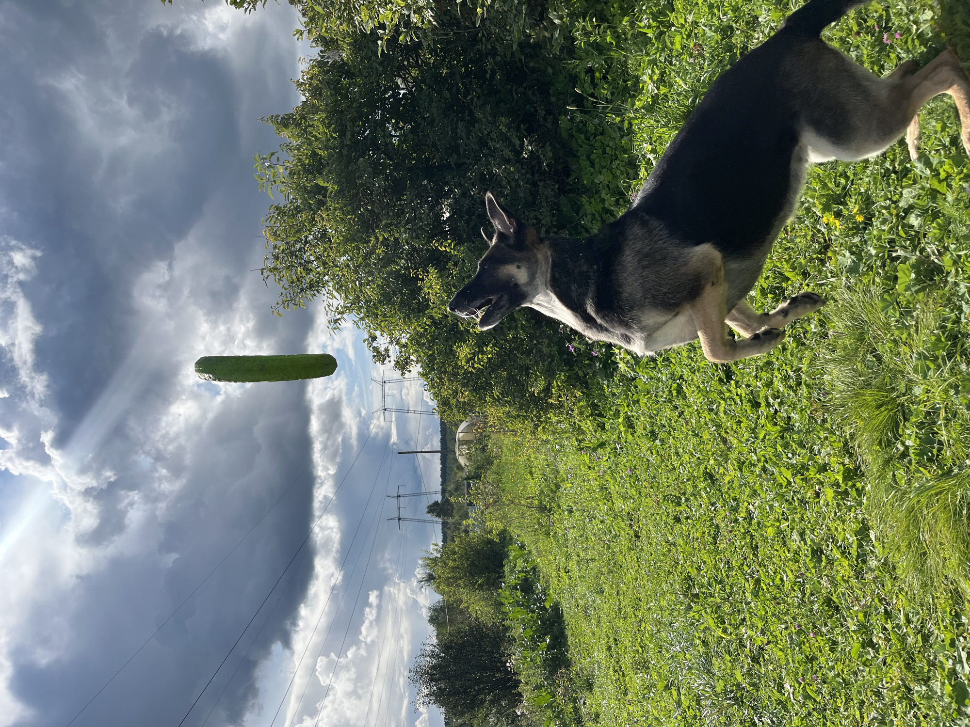 In an outdoor scene with lush green grass and trees under a dramatic cloudy sky with visible sunbeams, a medium-sized dog, predominantly black and gray with some tan markings, is captured mid-air, leaping upwards. The dog is facing away from the viewer, looking upwards with its mouth open, presumably to catch a pickle that is suspended in the air directly above it. The pickle appears to be elongated and green. In the background, power lines and pylons are visible, suggesting a rural or semi-rural setting. The image seems to be taken in the city of Nizhny Tagil, Russia, given the context provided. The environment is characterized by vibrant greenery and a dynamic sky.