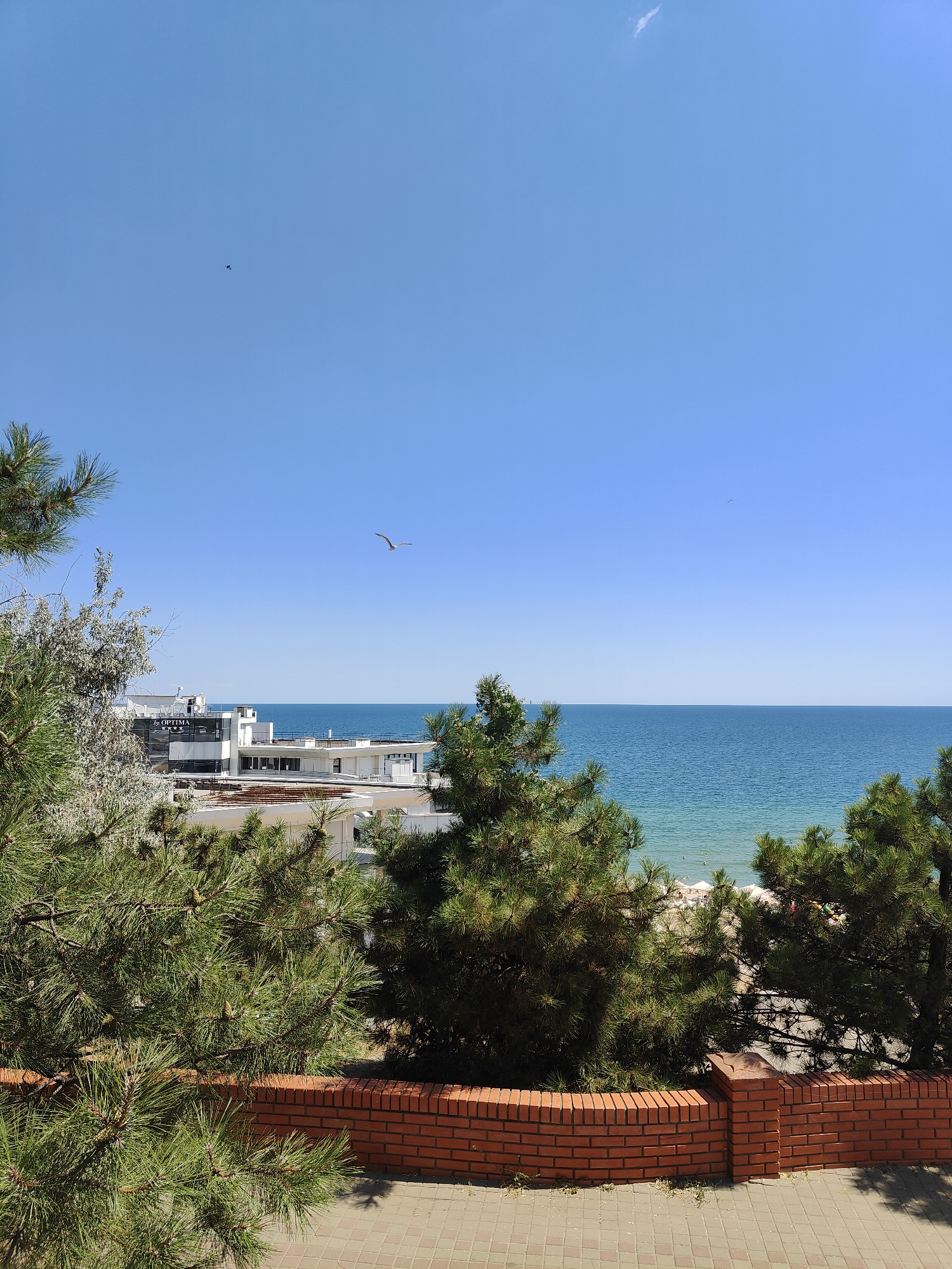The image depicts a view of the Black Sea coast in Chornomorsk, Ukraine, looking out from an elevated position overlooking a beach. In the foreground, dense pine trees with long needles partially obscure the view, with a red brick wall and paved walkway below. Beyond the trees and wall, a modern white building with glass elements, possibly a hotel or resort, is visible. The sea is a vibrant blue, meeting a clear blue sky with a single white wisp of cloud. A seagull is captured in flight in the sky. The beach itself, visible through the trees, is sandy and populated with beachgoers and umbrellas. The overall scene conveys a sunny, coastal vacation atmosphere.