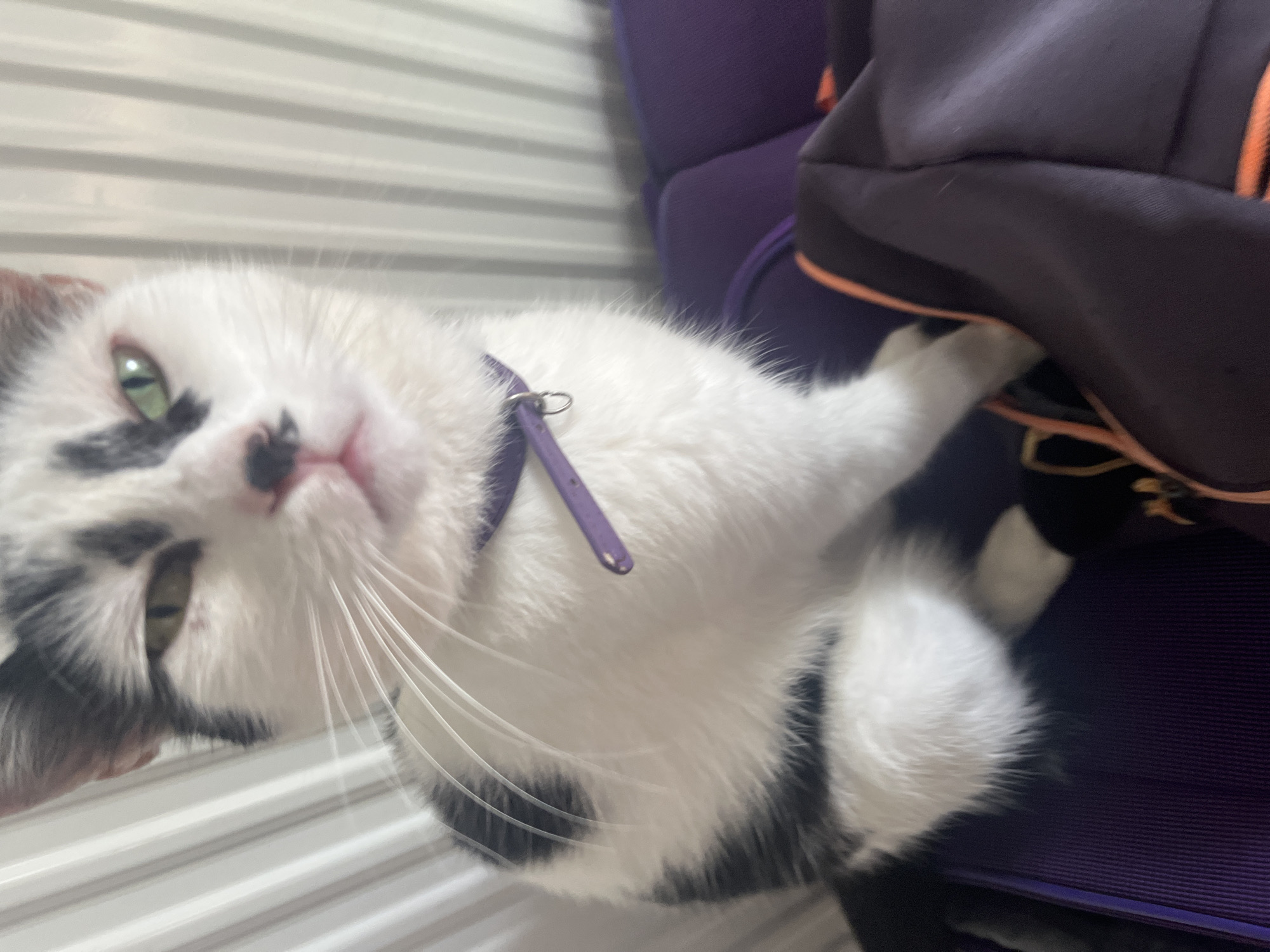 A black and white cat with green eyes is sitting on a purple bag, with a white, ribbed wall in the background. The cat is wearing a purple collar. The scene is indoors, likely in a residential setting in the city of Ureki, Georgia.