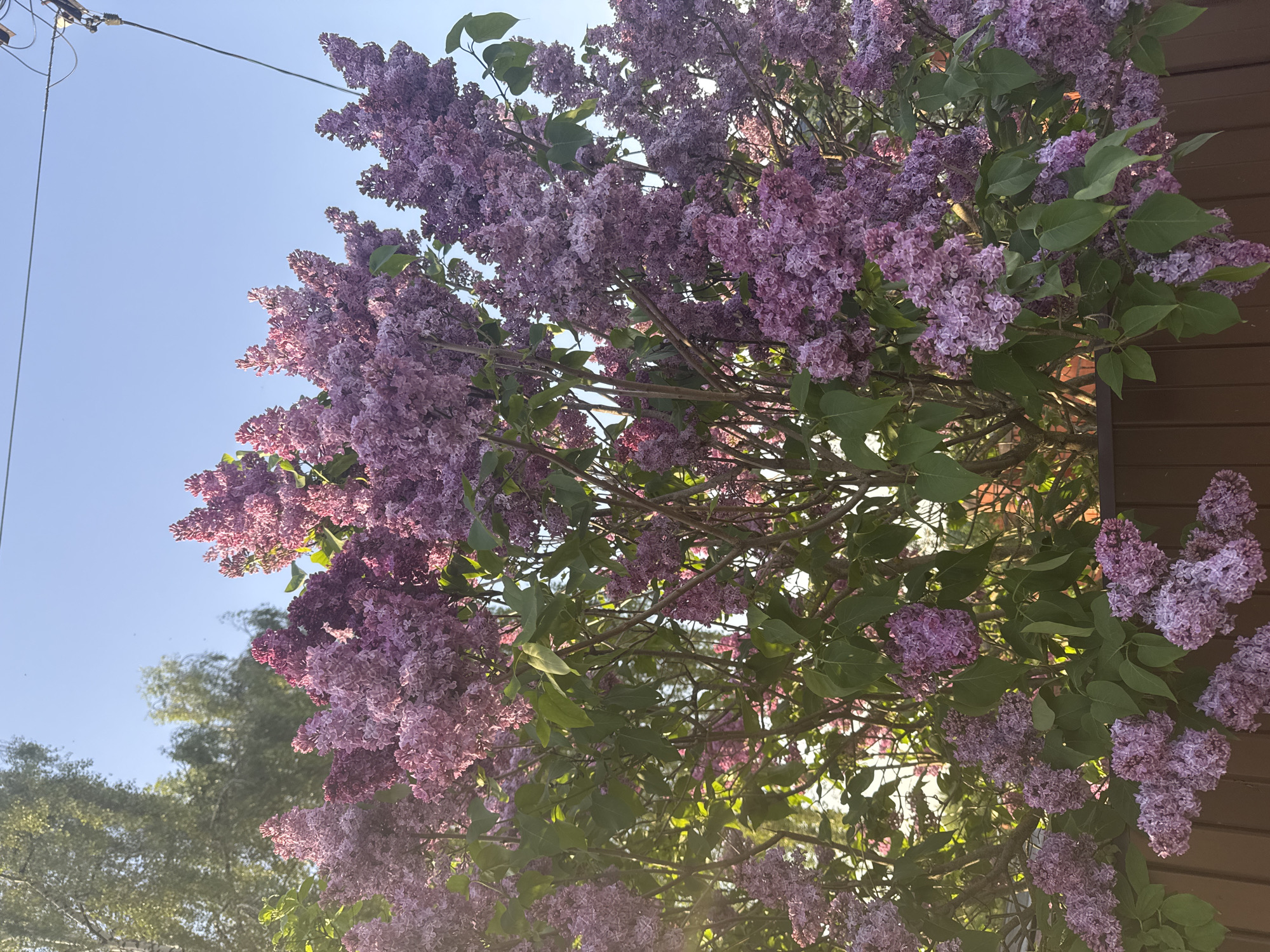 The image shows a lilac bush in full bloom. The flowers are primarily purple, with varying shades of lighter and darker purple present. Some green leaves are visible amongst the flowers. Part of a brown wooden building or fence is visible on the right side of the image, suggesting the bush is growing in a yard or garden. The sky is blue and mostly clear. Power lines are visible in the upper left of the frame. There are other trees in the background. The image was taken in Razdolye, Russia.