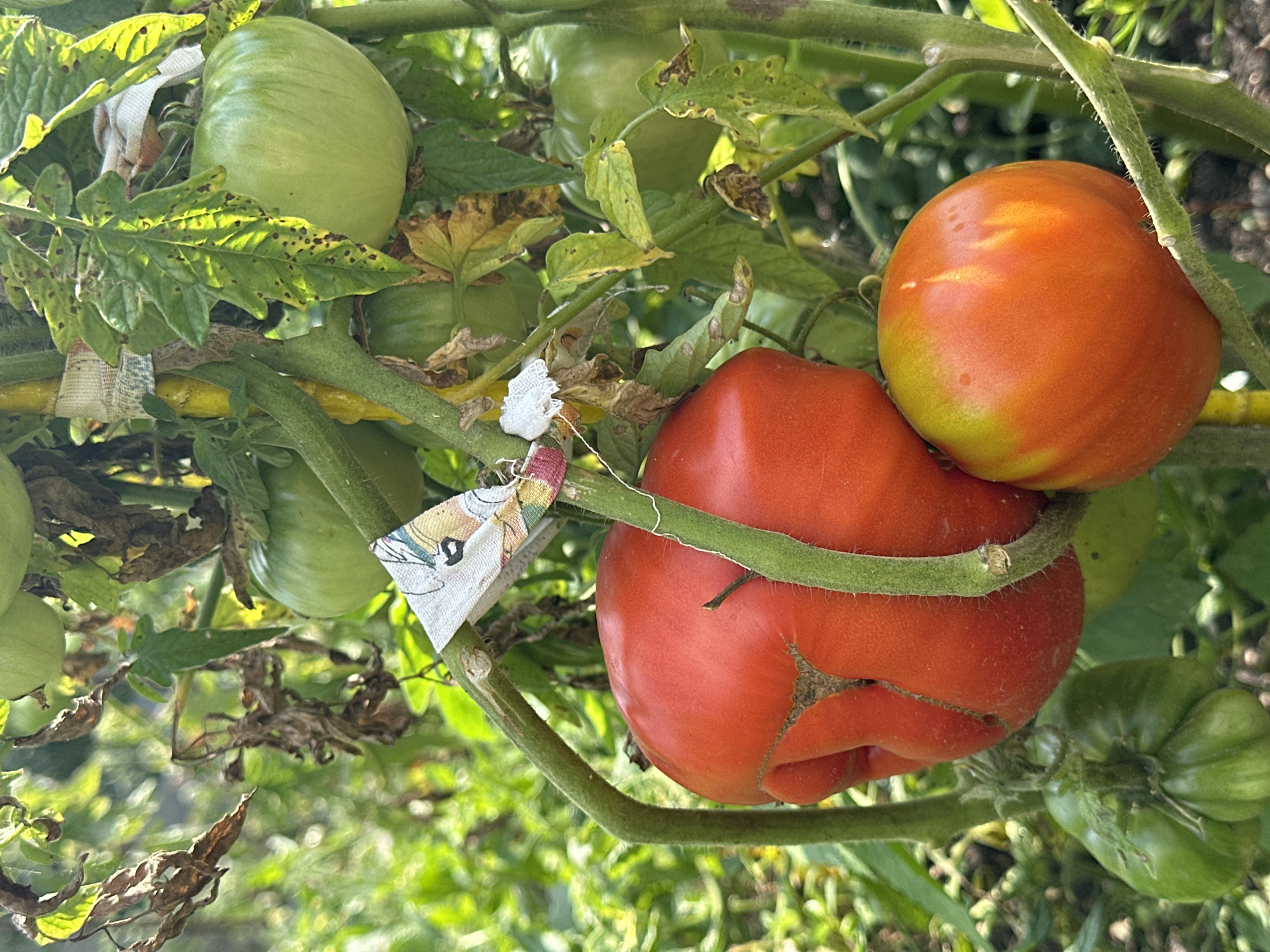 This is a close-up, eye-level, outdoor shot of a tomato plant in Yessentuki, Russia. The image focuses on several tomatoes in various stages of ripeness, from green to red. A large, crinkled red tomato is prominent in the foreground, alongside a smaller, striped orange and red tomato. Several green tomatoes are also visible, some partially obscured by leaves and vines. The plant is supported by a yellow stake wrapped with white and tan tape. The background consists of lush green foliage, indicating a garden or natural setting. The lighting suggests it is daytime, with sunlight filtering through the leaves. There are no people or animals in the frame.