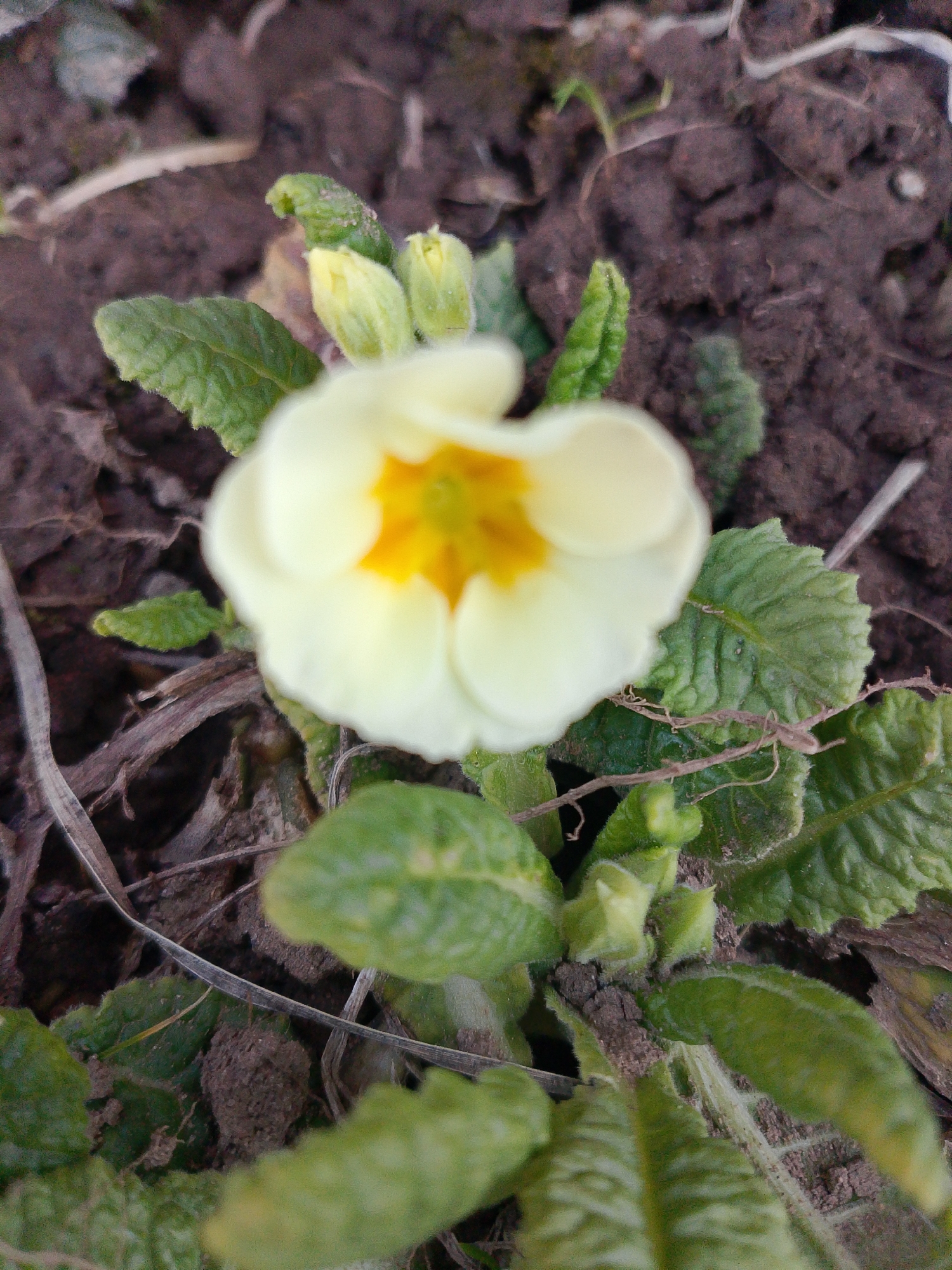 The image shows a close-up of a pale yellow primrose flower with a bright yellow center, surrounded by green leaves, growing in dark soil. There is dry plant matter scattered around the flower. The location is likely Прикамский, Russia, as that was a part of the prompt.