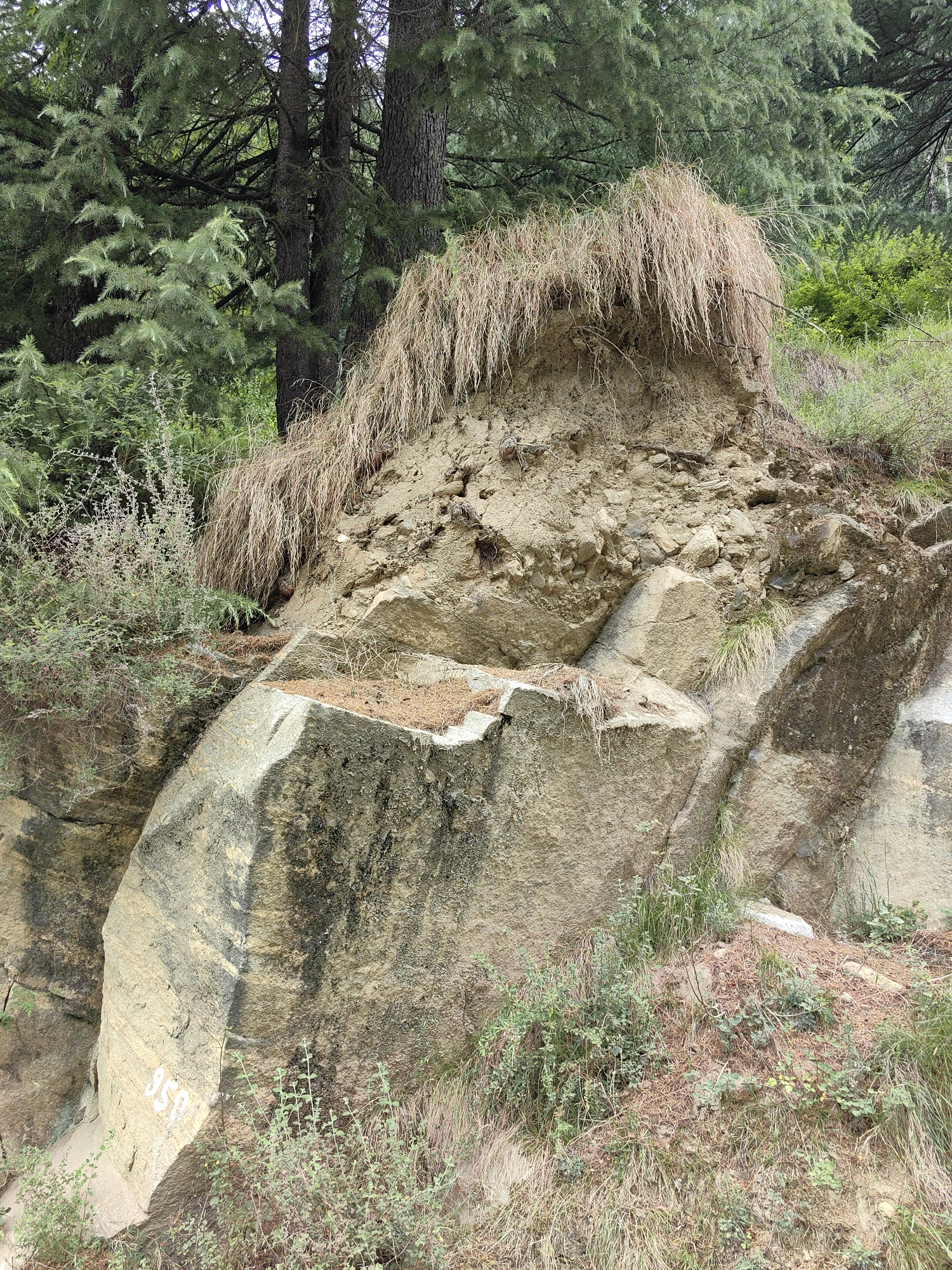 In the city of Vashisht, India, a close-up, eye-level shot depicts a rocky hillside featuring a landslide or erosion. Dominating the frame is a large, uneven mass of soil and rocks, partially covered by dry, straw-like grass. The soil appears disturbed and loosened, with smaller stones and dirt visible. Beneath this loose material, large, angular rocks form the base of the scene, showing signs of weathering and moss growth in some areas. The texture of the rocks varies, with some displaying layered patterns and others appearing more uniformly rough. Scattered dry pine needles and sparse green vegetation are present on the ground and on the rocky surfaces. In the background, the dense foliage of coniferous trees creates a dark, shaded canopy, contrasting with the brighter, sunlit hillside. The overall impression is one of a natural landscape altered by geological forces.