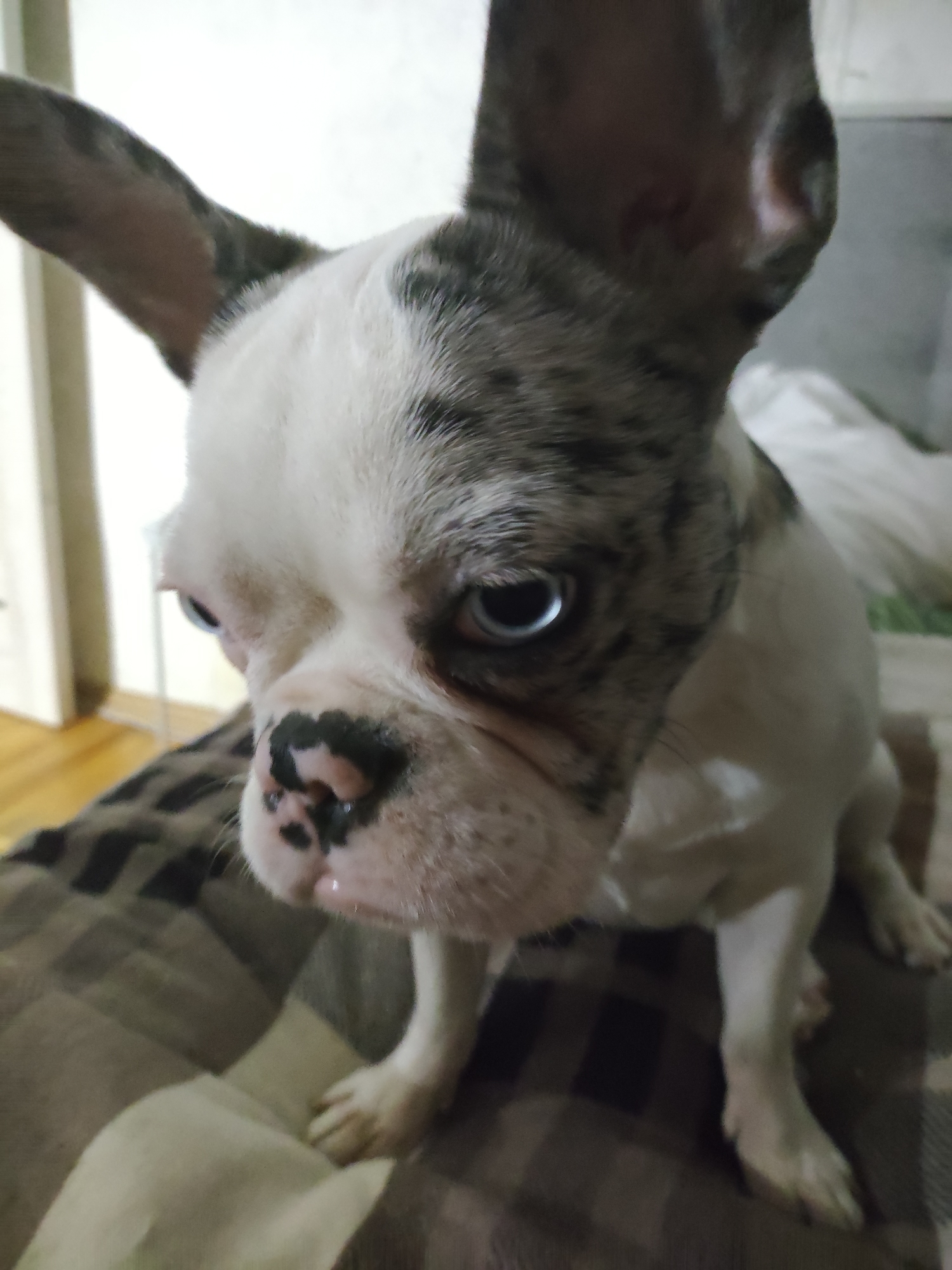 A French Bulldog with merle coloring and blue eyes sits on a plaid blanket indoors. The dog's head is tilted, and its ears are perked up. The background is blurred, showing a wall and a doorway.
