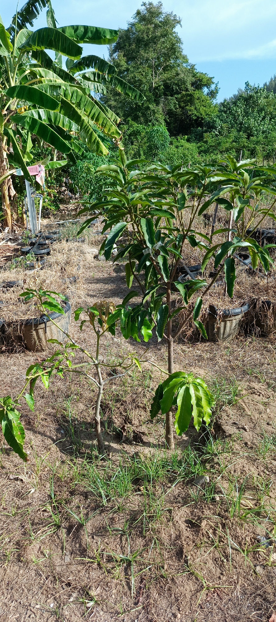 The image depicts an outdoor scene with lush vegetation under a clear blue sky, likely in the vicinity of Meunasahmesjid, Indonesia. In the foreground, two young saplings, possibly fruit trees, stand on dry, sandy soil interspersed with sparse green grass. The sapling on the left is smaller and appears less healthy, with some dried leaves. The sapling on the right is taller and more robust, with vibrant green leaves. Behind these saplings, a larger tree with dense green foliage is visible. To the left of the foreground, banana plants with large, distinctive leaves dominate the mid-ground, their fronds extending towards the top of the frame. In the background, a dense canopy of various trees creates a verdant backdrop, suggesting a natural or agricultural landscape. The ground is covered in dry grass and soil, with several black plastic containers scattered around, possibly used for planting or water storage. The overall impression is one of a tropical environment with signs of cultivation and natural growth.