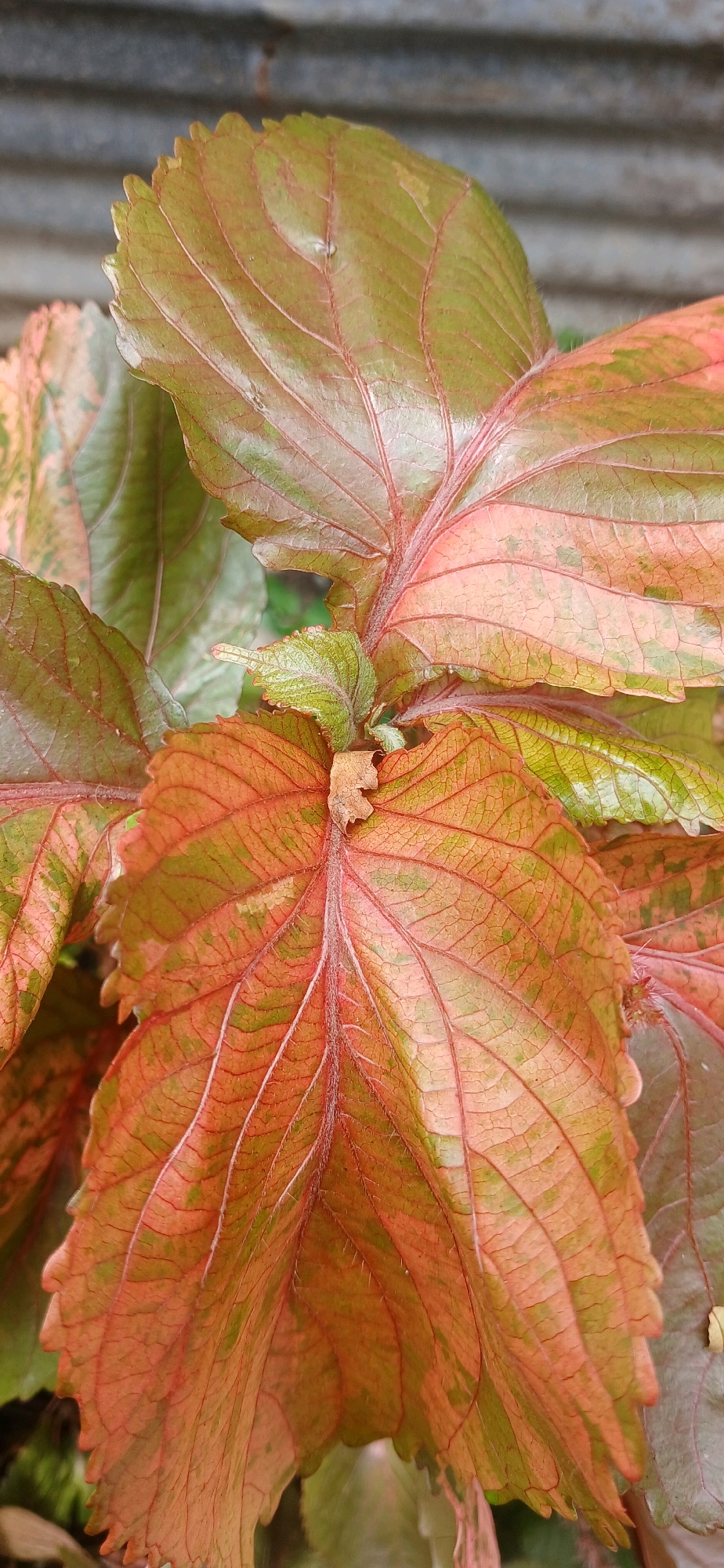 A close-up, high-angle shot focuses on several leaves of a plant exhibiting a gradient of colors from green to reddish-brown. The leaves are detailed with prominent veins, some appearing lighter than the surrounding leaf surface. The edges of the leaves are serrated. In the background, a textured gray surface, possibly a wall or corrugated metal, is visible, out of focus. There are no people or specific actions depicted. The image appears to be a still life of plant foliage. The location in Darussalam, Indonesia, is not determinable from the visual information provided.