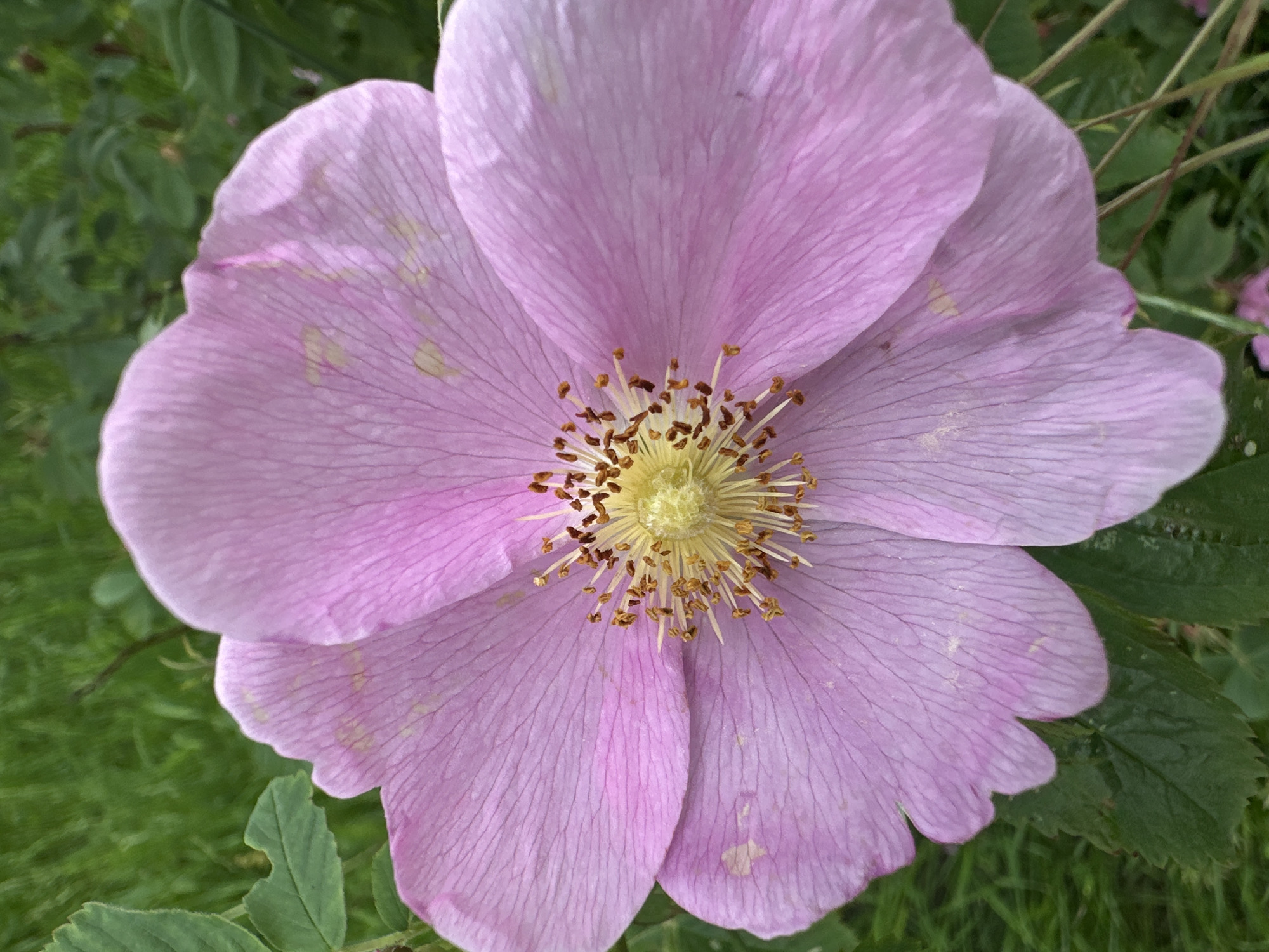 A close-up, eye-level, vertical shot features a single, large, pale pink wild rose blossom in full bloom. The flower dominates the frame, with its delicate petals radiating outwards from a central cluster of yellow stamens tipped with brown anthers. The petals are finely veined and slightly ruffled at the edges, with subtle lighter patches scattered across their surface. The background consists of out-of-focus green foliage and grass. This image was taken in Yekaterinburg, Russia.
