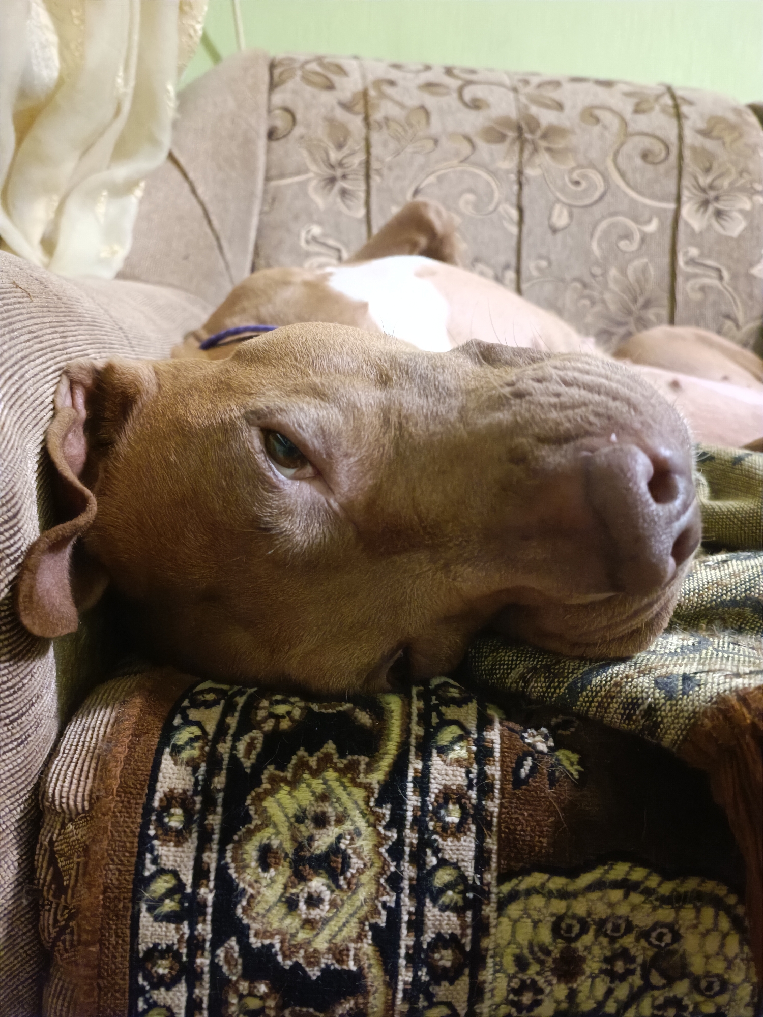 A brown pit bull dog is sleeping on a couch. The dog's head is resting on a patterned pillow. The couch is covered in a floral-patterned fabric. The background is a light green wall. The scene appears to be indoors, likely in a residential setting. There are no people visible in the image. The image does not provide any information about the location in the city of Zaporizhzhia, Ukraine.