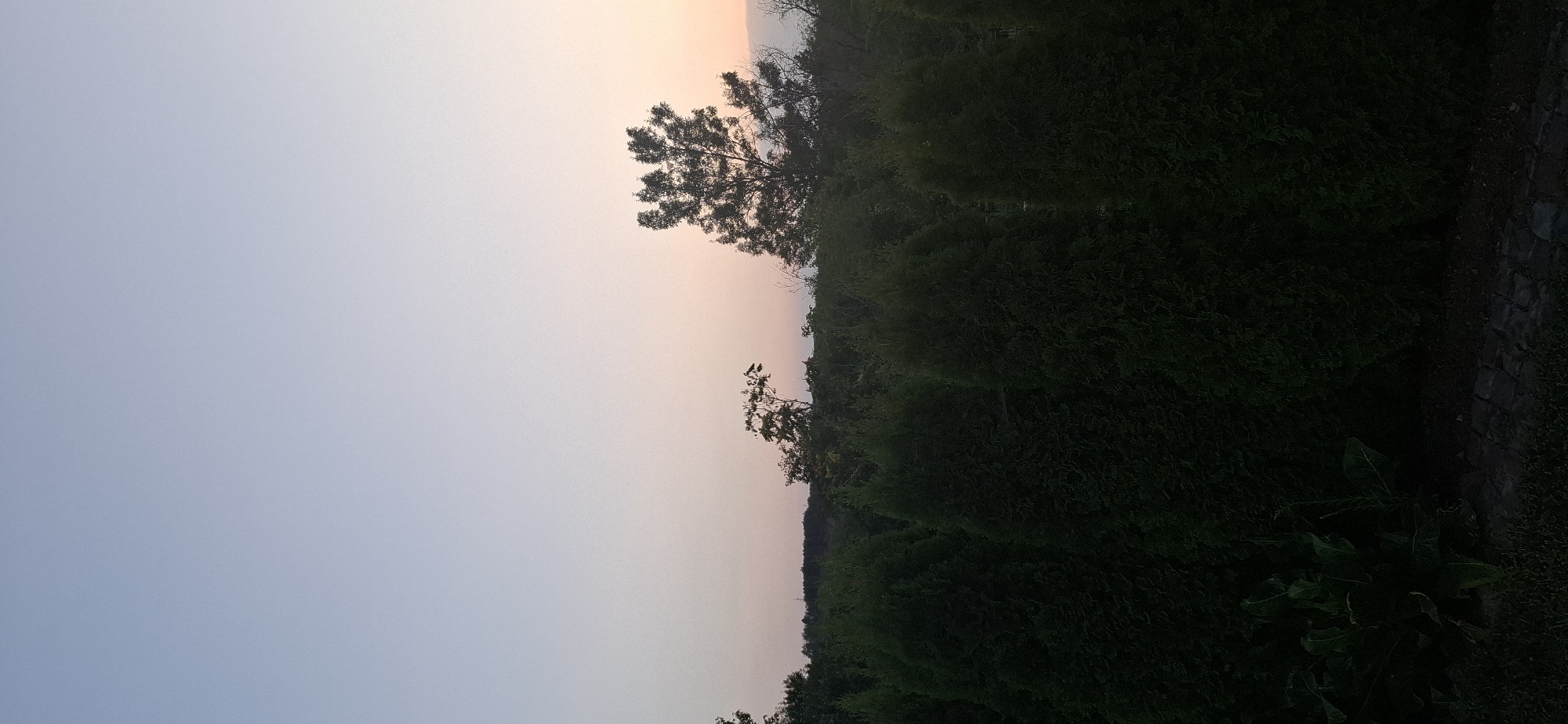 The image captures a serene outdoor scene at dusk in Pleven, Bulgaria. In the foreground, a dense hedge of dark green, conical evergreen trees forms a solid barrier, suggesting a garden or park setting. The trees are tall and appear well-maintained, creating a formal boundary. To the left of the hedge, large, lush green leaves of a plant are visible, adding a touch of natural untamed growth. A path made of dark, irregularly shaped stones runs along the base of the hedge, hinting at a pathway or border.
The middle ground is occupied by a line of more varied greenery, including deciduous trees and shrubs, with some appearing taller and more spread out than the foreground hedge. Silhouetted against the sky, a few trees stand out with their intricate branches. One tree in particular, in the upper right quadrant, has a distinctive, somewhat wild, branching pattern.
The background is dominated by a vast, clear sky transitioning through soft pastel shades of blue, pale pink, and a hint of orange near the horizon, characteristic of a sunset. The overall atmosphere is peaceful and tranquil. There are no people or animals visible in the frame, and the scene appears devoid of any human activity. The time of day is clearly evening, as indicated by the soft, diffused light and the colors of the sky. The location is likely a residential area, a park, or a botanical garden within the city of Pleven, Bulgaria, given the organized landscaping and the presence of mature trees.