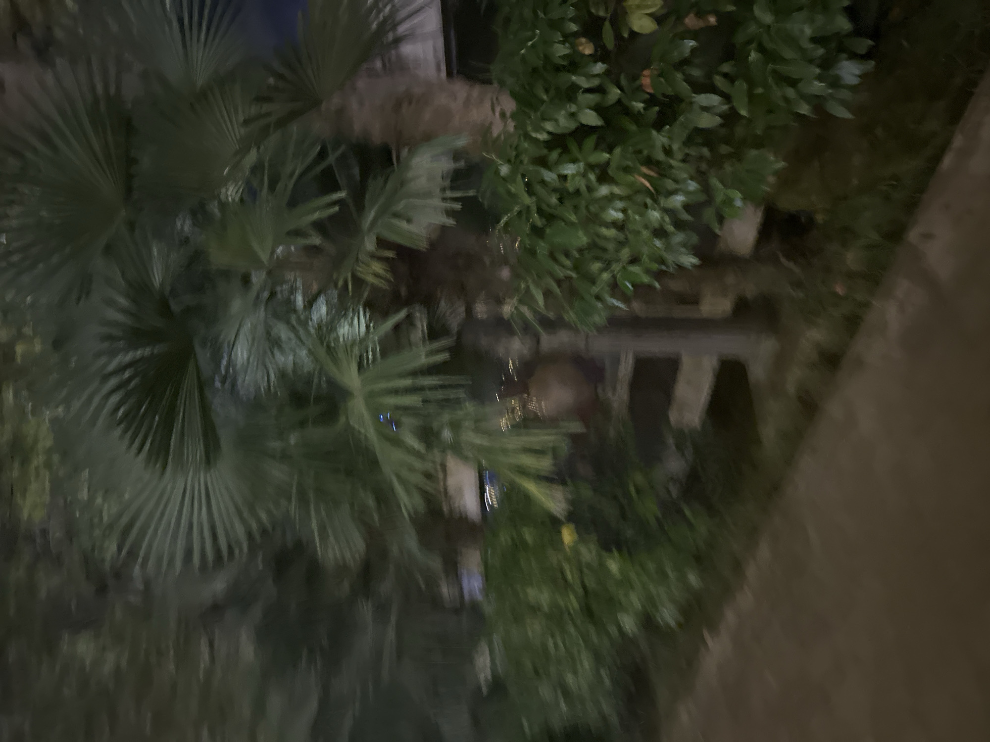 The image depicts a nighttime scene in Sochi, Russia, featuring lush greenery and palm trees. A paved walkway or path is visible in the foreground, leading the viewer's eye towards the vegetation. The palm trees, with their distinctive fronds, are a prominent feature, suggesting a subtropical climate. The dense foliage suggests a well-maintained garden or park area. The lighting is dim, indicative of nighttime, with some artificial lights visible in the background, possibly from streetlights or buildings. The overall impression is one of a tranquil, outdoor space in a city setting.