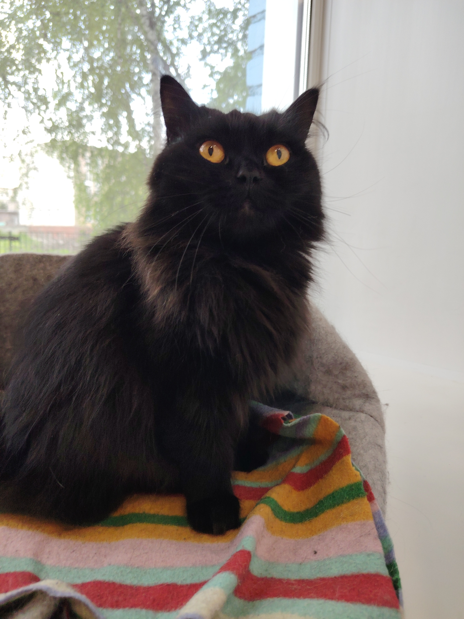 A fluffy black cat with bright orange eyes sits on a striped blanket in front of a window. The cat is positioned on the left side of the frame, facing slightly to the right. Behind the cat, a window shows a blurred view of trees and buildings. The cat is on a piece of furniture that is upholstered in a light brown fabric and appears to be a cat bed. The blanket is colorful, with horizontal stripes of red, orange, yellow, green, and light blue. The background on the right is a plain white wall.