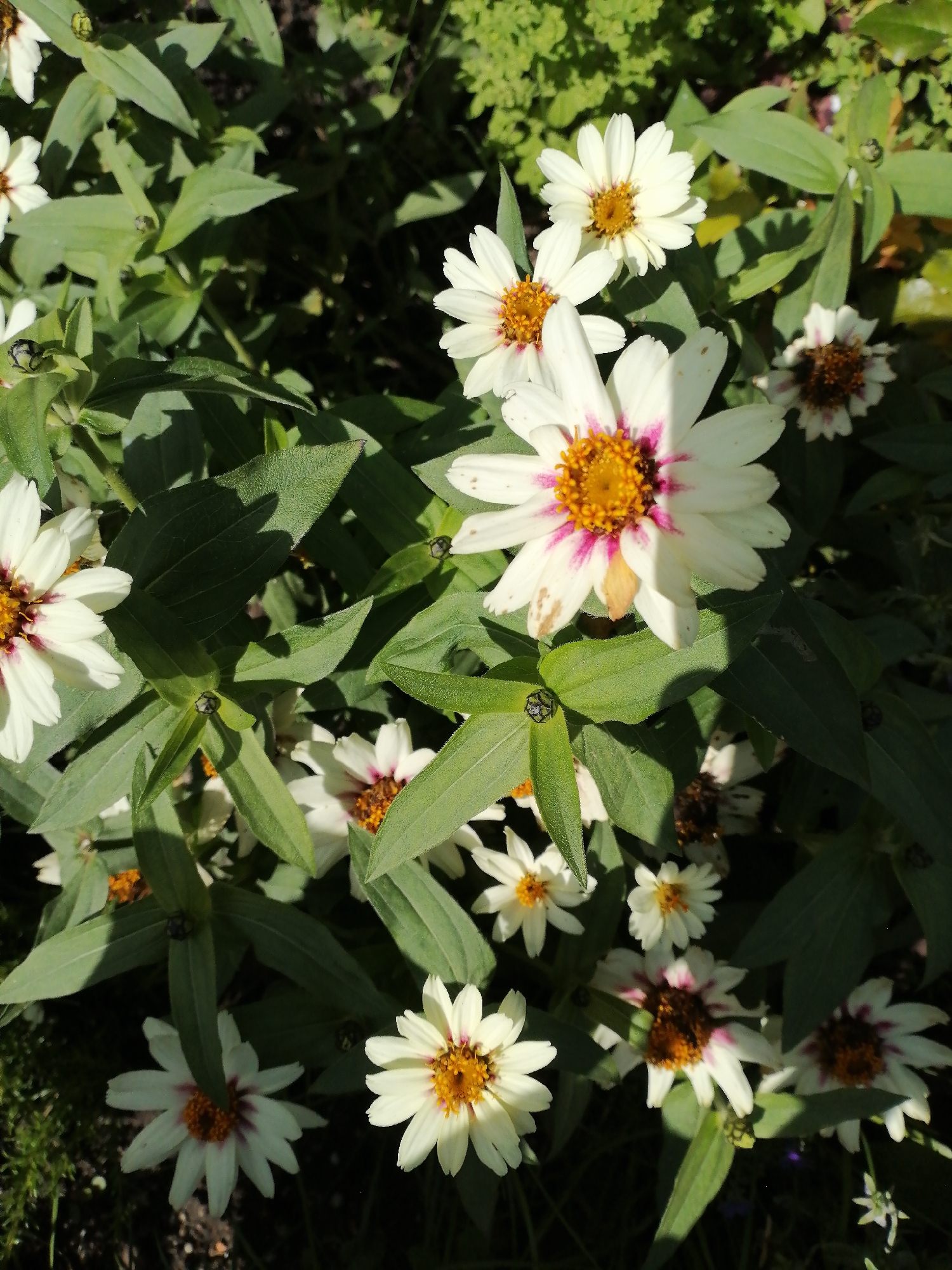 This is a close-up, high-angle, full-frame photograph of a cluster of white zinnia flowers with yellow and pink centers, growing in a garden. The flowers are varied in their bloom stage, with some fully open and others partially closed. The leaves are a vibrant green and form a dense background, with some casting shadows on the flowers. The lighting suggests a sunny day, with dappled light and shadow. There are no people or animals visible in the image. The specific location in Kaliningrad, Russia cannot be determined from the image alone; it is a generic garden scene.
