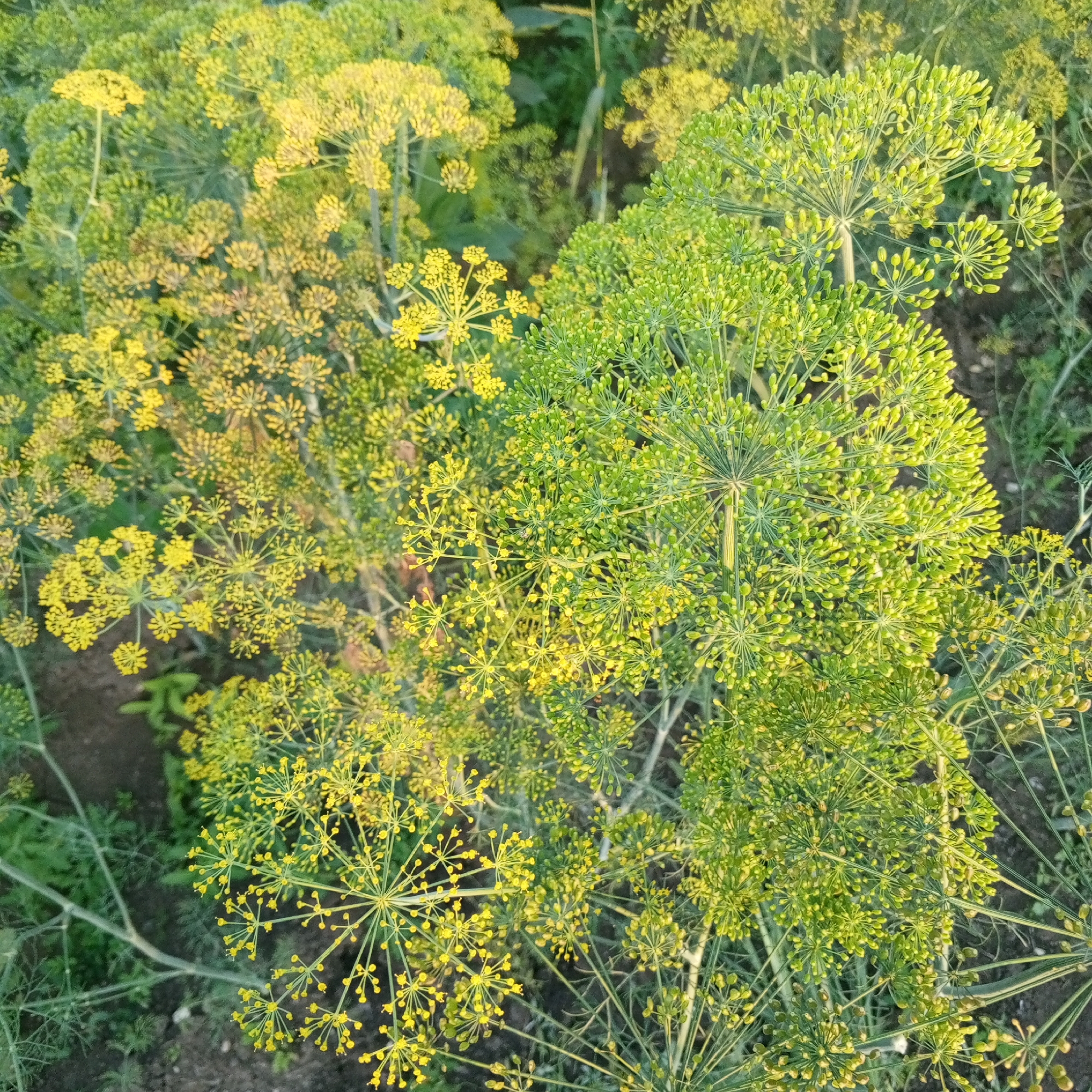 The image shows a close-up view of dill plants in various stages of bloom, with some clusters of yellow flowers and others with green seed heads. The dill is growing in a garden setting with dark soil visible between the plants. The lighting suggests it is either early morning or late afternoon, with a warm, soft glow illuminating the scene. The image is taken from a high angle, looking down into the dill patch. There are no people or animals visible in the image. The location is described as being in Sayanogorsk, Russia, though the image itself does not provide any specific clues to this location beyond the provided context.