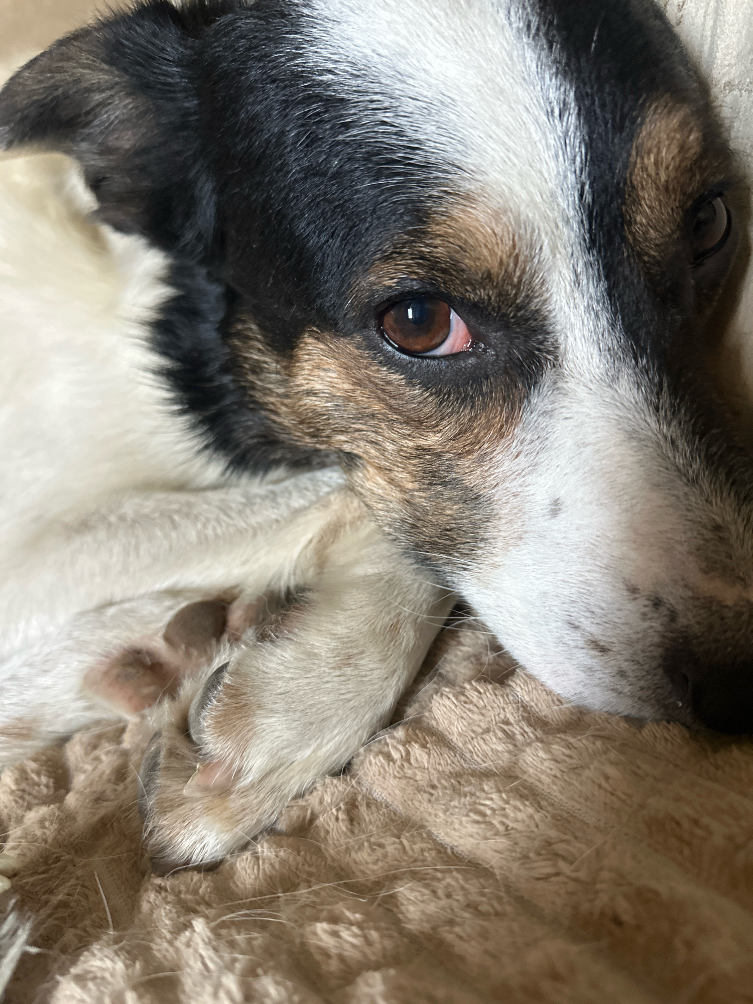 A close-up, eye-level, indoor shot focuses on the face and paw of a medium-sized dog. The dog has black, white, and brown fur and is lying on a textured, tan blanket. The dog's right eye is visible, showing a reddish tint in the sclera. Its paw rests on the blanket, revealing visible claws and fur. The background is out of focus, but appears to be a light-colored surface. The lighting is dim.