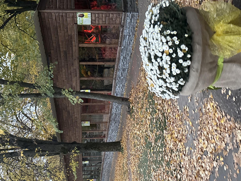 The image depicts an outdoor autumnal scene in Lisne, Ukraine. In the foreground, positioned on the right, is a large, rounded planter containing a dense cluster of small white, daisy-like flowers. The planter is wrapped in light brown burlap, tied with a bright green ribbon, and features a prominent yellow, possibly glittering, bow. A few fallen yellow leaves rest upon the white flowers.
The midground features a paved dark grey path or sidewalk, heavily covered with numerous fallen yellow and brown deciduous leaves. Adjacent to the path on the left is a patch of green grass, also partially obscured by leaves. Several deciduous trees with light brown trunks and yellow-green foliage stand along the path, extending into the background.
The background is dominated by a long, low-rise building. The upper portion of the building is clad in horizontal light brown wooden planks, while the lower section features a grey, textured stone-patterned facade. A series of large, rectangular windows line the building's front. Through some of these windows, particularly towards the right, a strong red light is visible, illuminating red hammock-like structures or climbing apparatuses within. A light-colored rectangular sign is affixed to the exterior between two windows on the right, displaying text in Ukrainian (partially visible as "ТАМАРІН ТЕБЬЯ") and an image of an animal, likely a monkey or ape. A simple, light-colored roof covers the structure. No individuals or animals are explicitly visible in the scene.