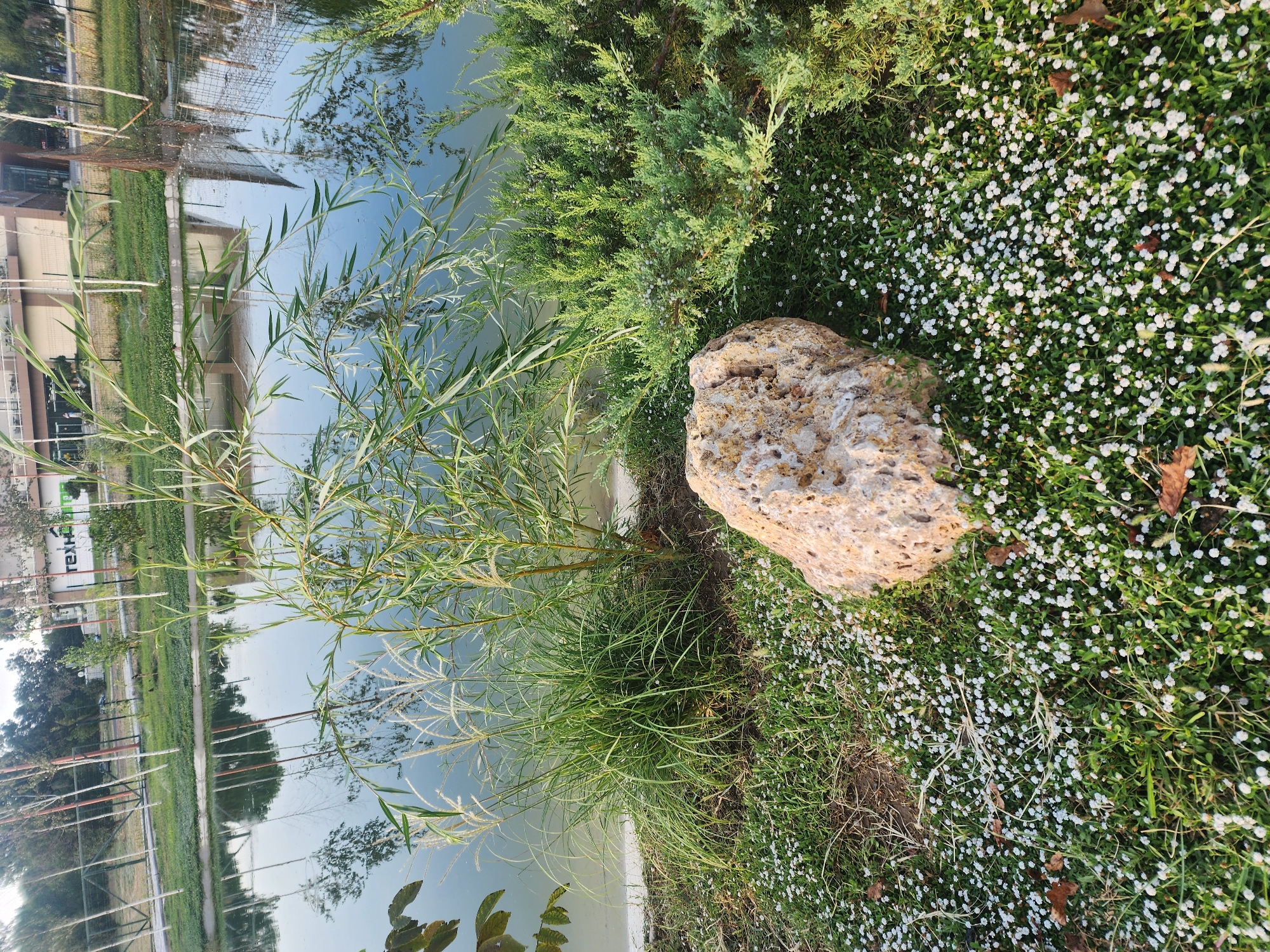 The image depicts a natural landscape with a body of water, likely a pond or small lake, in the city of Chirchik, Uzbekistan. The water reflects the surrounding trees and a building with a sign that reads "ТЕХHOME". In the foreground, there is a large, porous rock resting on a patch of grass dotted with small white flowers. A tall, leafy plant with thin branches grows behind the rock, and to the right, a dense evergreen shrub with small bluish-green berries is visible. The ground is covered with grass, scattered dry leaves, and the aforementioned white wildflowers. The overall scene suggests a park or landscaped area. No people are visible in the image.