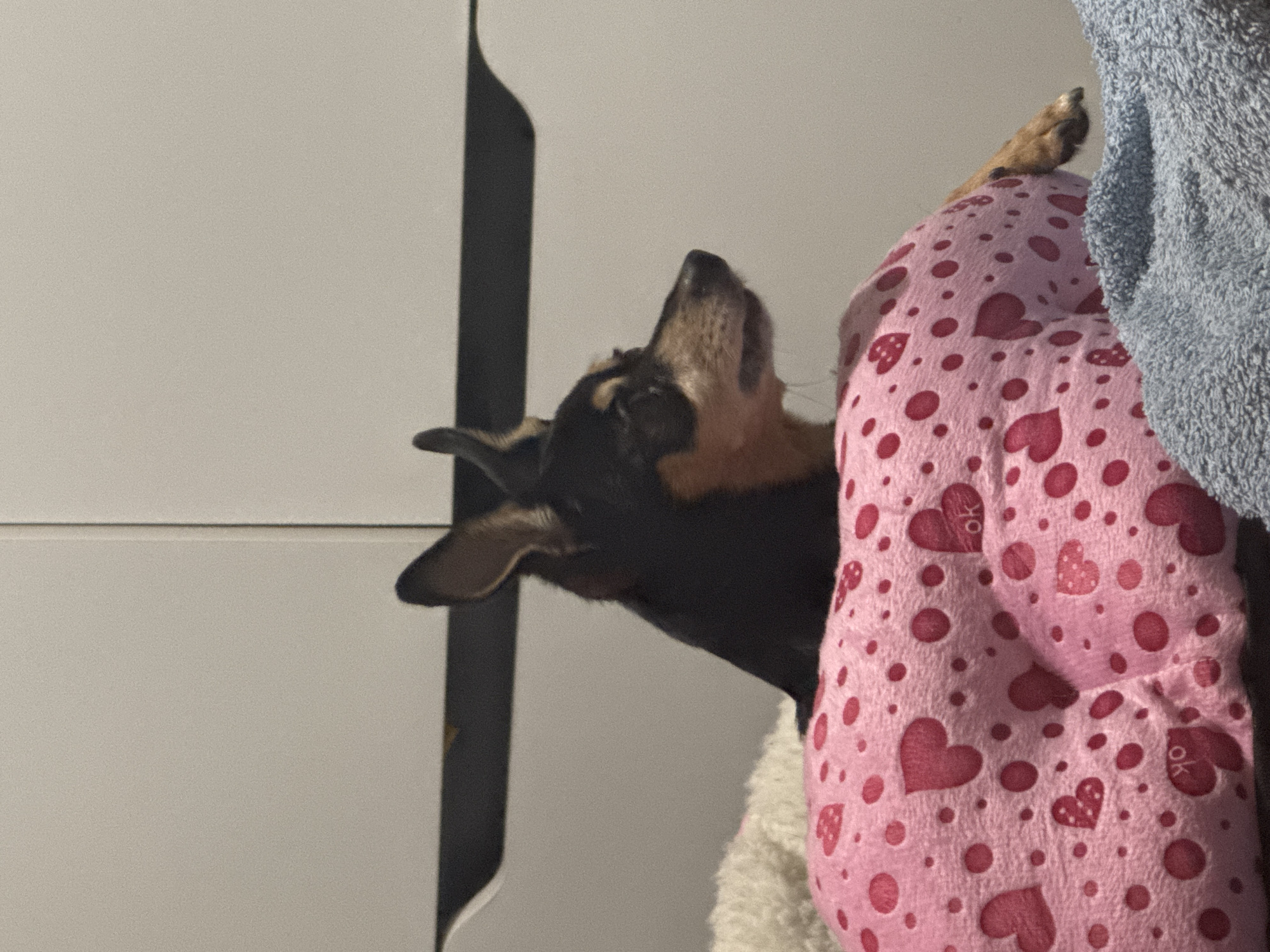 A small black and tan dog with large ears is resting on a pink pillow with red hearts and polka dots. The dog is looking to the right. Behind the dog is a white dresser with dark horizontal handles. To the right of the dog is a blue towel. The image is taken indoors, likely in a bedroom or living room. There is no information in the image that suggests it is located in Sofia, Bulgaria.