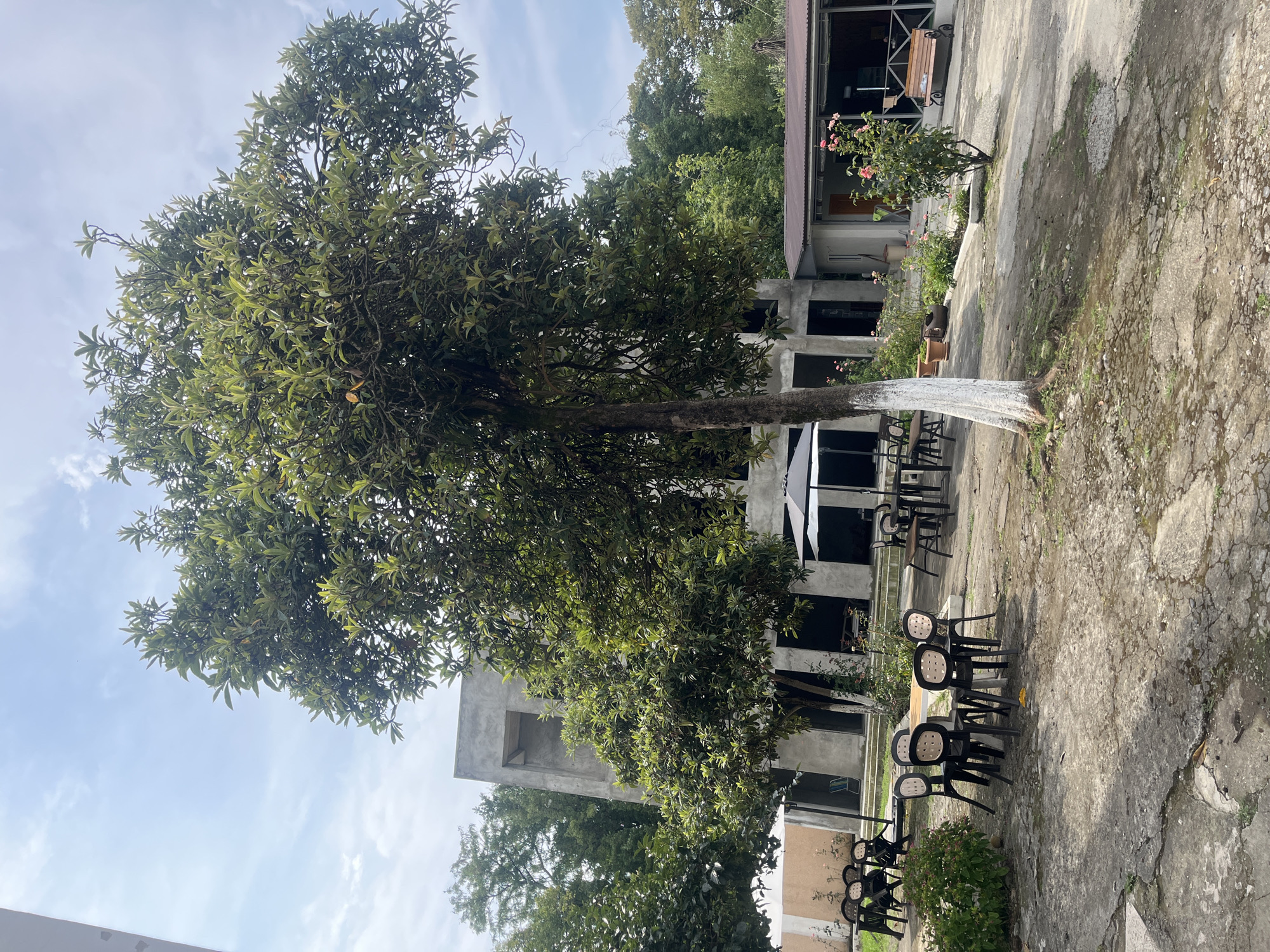 The image shows an outdoor seating area with tables and chairs in front of a partially constructed building. A large tree stands in the foreground, with its trunk painted white at the base. In the background, there are more trees and a smaller building with a covered patio. The ground is paved with concrete and appears somewhat weathered. There are no people visible in the image. The scene is likely located in Sokhumi, Abkhazia, given the provided context.