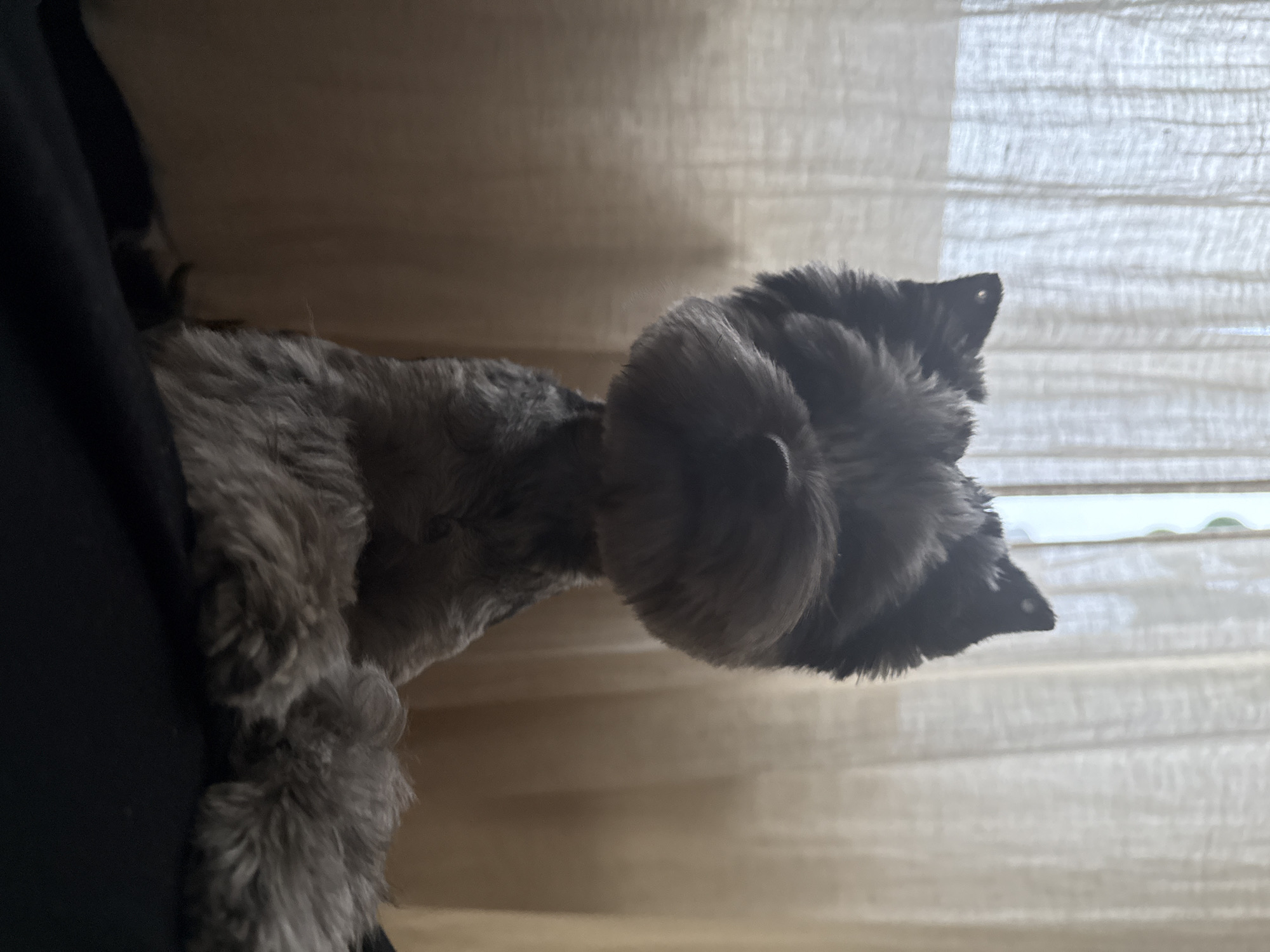 A schnauzer-type dog, predominantly grey in color, is positioned in the foreground, leaning forward with its front paws resting on a dark surface. The dog's head is notably fluffy, with pointed ears and a rounded snout. Its body appears to be partially shaved or trimmed. Behind the dog, sheer, light-colored curtains are visible, through which a diffused light source, possibly a window, can be seen. The background is predominantly soft browns and creams, creating a gentle, diffused light effect. The scene is domestic and appears to be captured indoors.