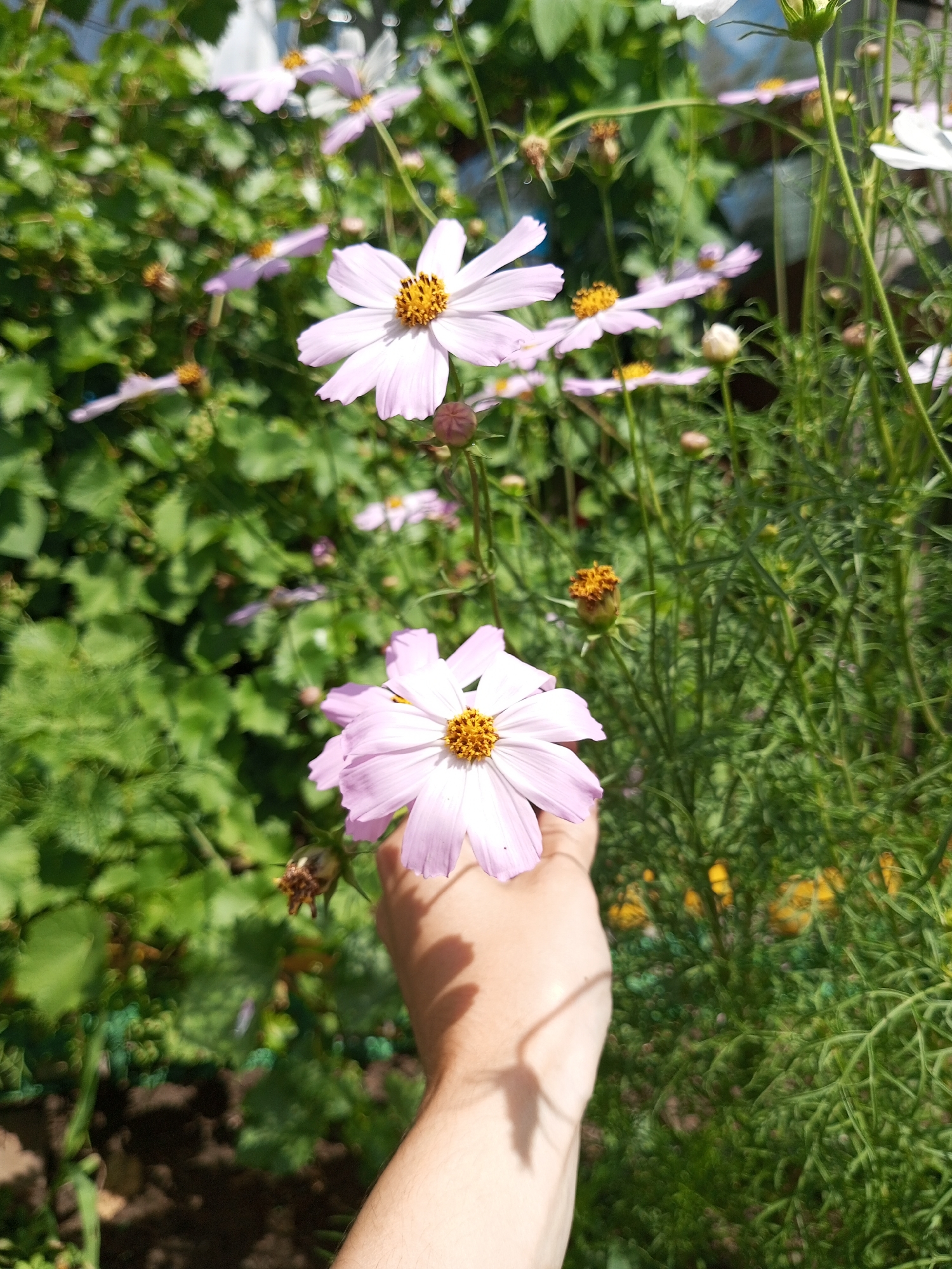 A hand with visible hair is holding a light pink cosmos flower with a yellow center, in front of a blurred green leafy background. Several other cosmos flowers, some white and pink, are visible throughout the scene, along with buds and seed heads. The lighting suggests it is daytime, possibly sunny, with shadows cast by the hand and flowers. The setting appears to be an outdoor garden.