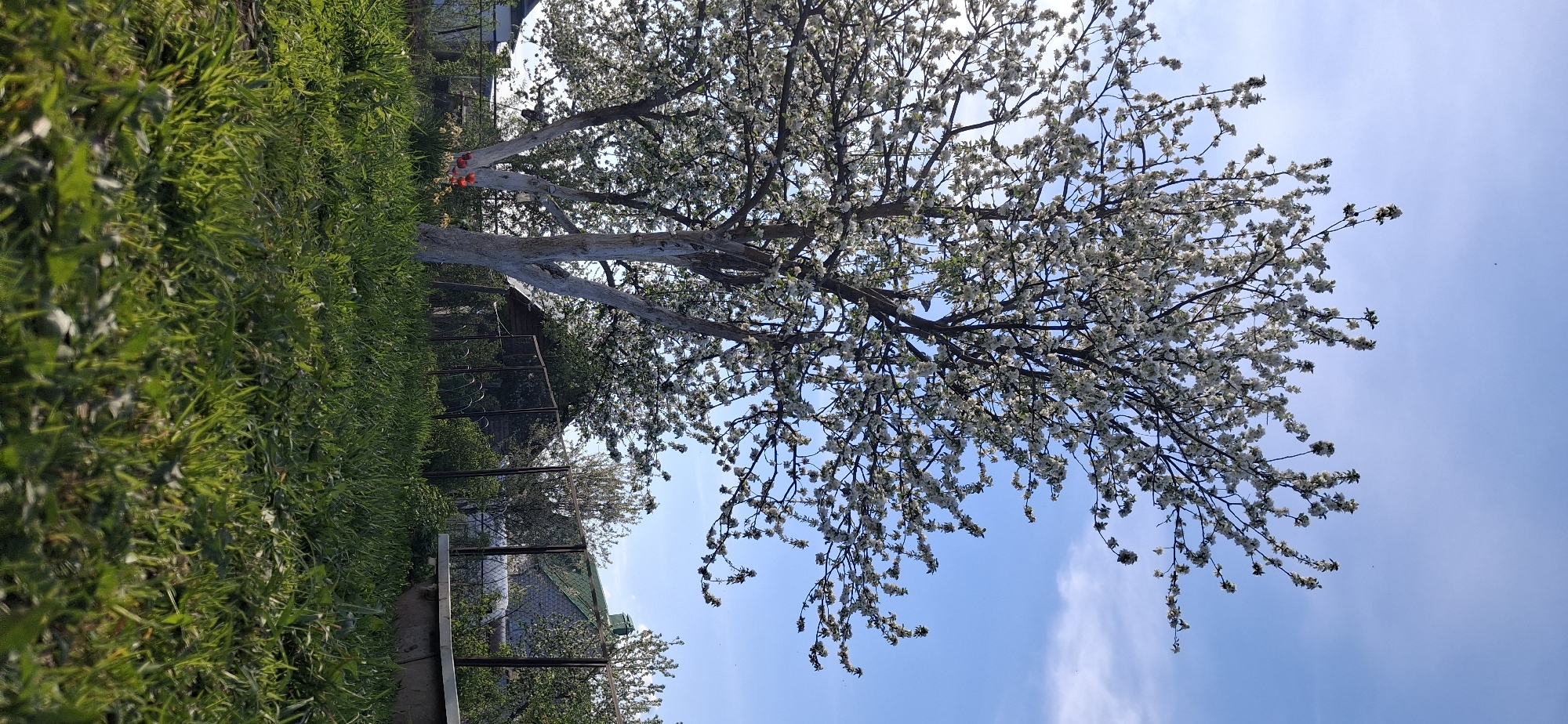 The image depicts a blossoming tree, likely a fruit tree given the white flowers, against a blue sky with wispy clouds. The tree trunk is painted white, which is a common practice to protect it from sunscald and pests. Some red objects, possibly artificial decorations, are attached to the trunk. Lush green grass and foliage are visible in the foreground, along with a wire fence. In the background, glimpses of a structure with a green roof can be seen. The location is specified as Chaikovsky, Russia, indicating the scene is situated in that city.