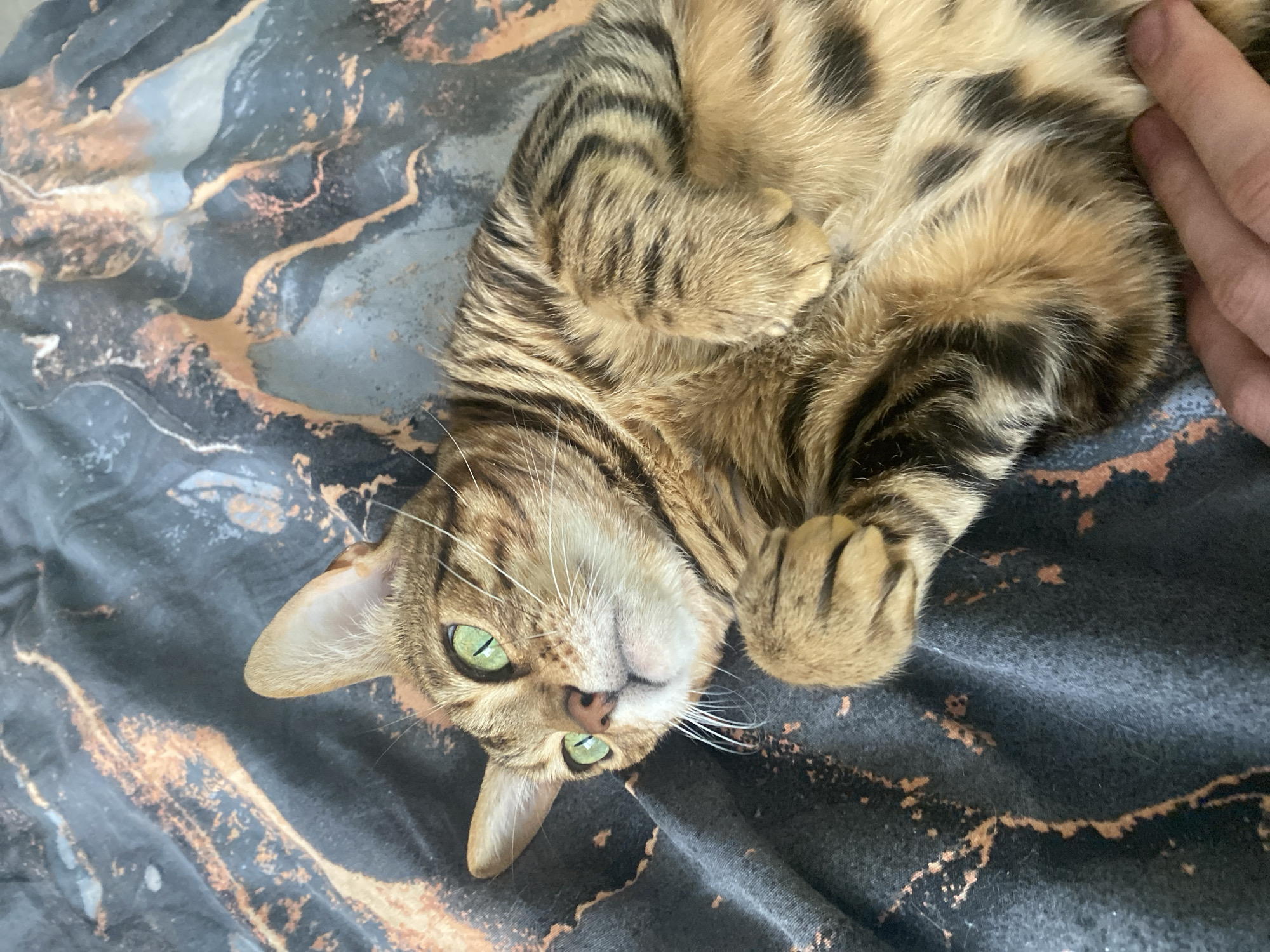 A tan and brown tabby cat with green eyes lies on its back on a dark gray and brown patterned blanket. Its paws are curled up. A human hand is near the cat's side. The photo was taken indoors. There is no information present to determine that the location is in Chaikovsky, Russia.