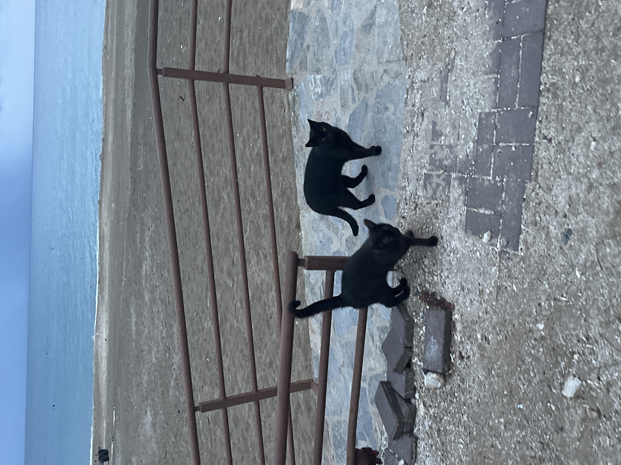 Two black cats are on stone pavement near a rusty metal fence. Beyond the fence is a sandy area and the ocean. The location is likely Alanya, Turkey, based on the architecture and coastal environment.