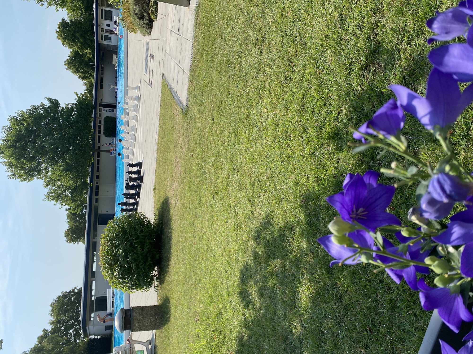 In Deutschkreutz, Austria, a sunny day is depicted at an outdoor swimming pool. In the foreground, vibrant purple flowers are in bloom, partially obscuring the view of a well-maintained lawn. Beyond the lawn, a large, bright blue swimming pool is visible, with several people swimming and relaxing. Adjacent to the pool, a life-sized chess set is set up on a paved area, with black and white pieces arranged on a board. In the background, a modern building with a white facade and dark blue trim serves as the pool's facility. Tall green trees and a clear blue sky complete the picturesque scene.