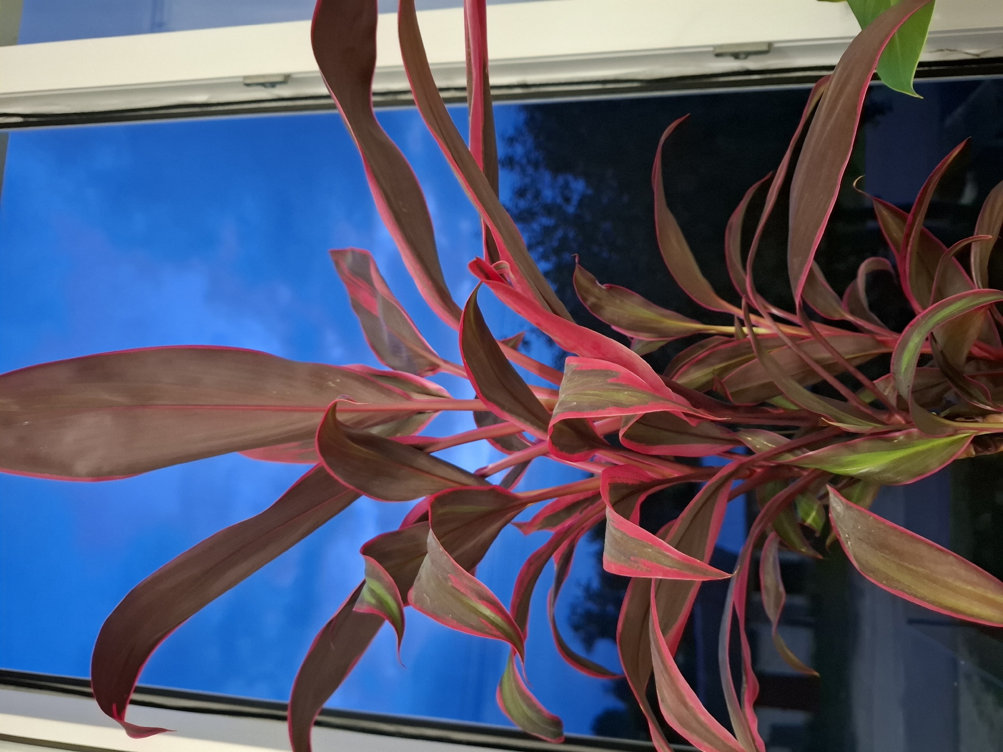 The image shows a close-up of a Cordyline plant with vibrant red and green leaves, positioned in front of a window. Through the window, a bright blue sky with subtle clouds is visible, suggesting it is either dusk or dawn. Silhouettes of trees and a building are faintly discernible in the background outside the window, indicating an outdoor environment. The plant is the primary subject, filling the majority of the frame with its colorful foliage. The window frame, a light color, is also partially visible on the right and left edges of the image. There are no people or animals present. The scene appears to be an indoor setting looking out a window. The location in Новлянка, Russia, is not visually represented in the image itself.