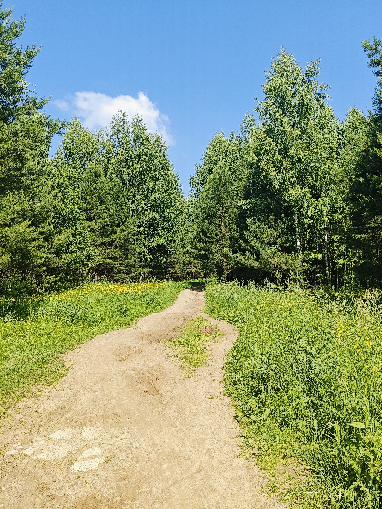 A dirt path curves through a sun-drenched forest in Chaikovsky, Russia. The path, a light brown and dusty, is flanked on either side by lush green vegetation. To the left of the path, the vegetation is lower and interspersed with small yellow flowers. To the right, the green growth is taller and denser, also featuring scattered yellow flowers. The forest itself is composed of a mix of tall, mature trees with dense green foliage, appearing to be primarily pine and birch trees. The canopy of the trees creates a shaded environment, with dappled sunlight filtering through. Above the trees, the sky is a clear, bright blue with a few wispy white clouds. The image depicts a peaceful, natural scene characteristic of a summer day in the Russian wilderness.
