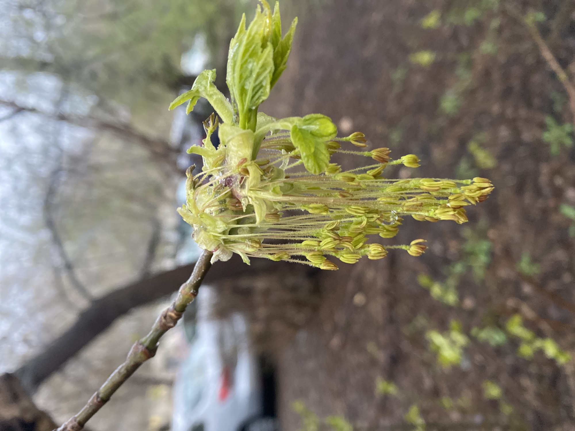 A close-up, vertically oriented photograph captures a segment of a deciduous tree branch undergoing spring growth. The central focus is on a cluster of unfurling, bright green leaves, some still tightly folded into buds, and numerous elongated, light green catkin-like flower structures hanging downwards. These flower structures are slender, with small, tightly packed individual florets or stamens at their ends, some appearing to have tiny brown tips. Several water droplets are visible on the new leaves and flower structures, suggesting recent rain or heavy dew.
The branch itself is brown and slender. In the soft, out-of-focus background, indistinct shapes of other trees and vegetation are visible, with varying shades of green and brown. A blurred, light-colored object, possibly part of a building or vehicle, can be vaguely discerned in the distant background on the lower left. The overall lighting is diffuse, suggesting an overcast day. The image portrays the early stages of spring, with new life emerging. No text is visible in the image. The scene is set outdoors in Yekaterinburg, Russia.