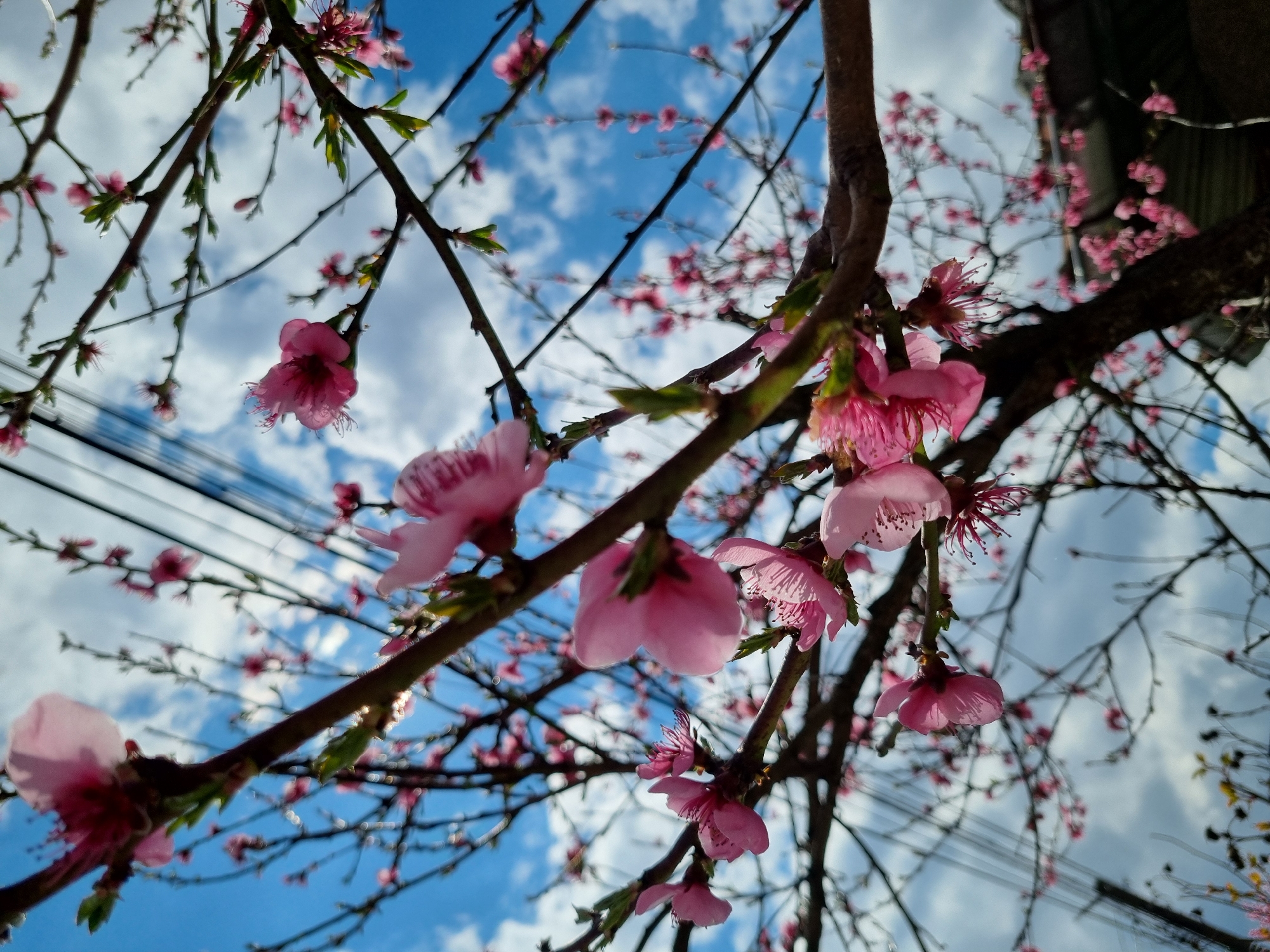 The image shows a close-up view of pink blossoms on tree branches against a blue sky with white clouds. Some branches appear bare while others have small green leaves emerging. In the background, electrical wires are visible and a structure is implied, with portions of what appears to be a building visible. The photograph may have been taken in Elena, Bulgaria, due to the location information requested.