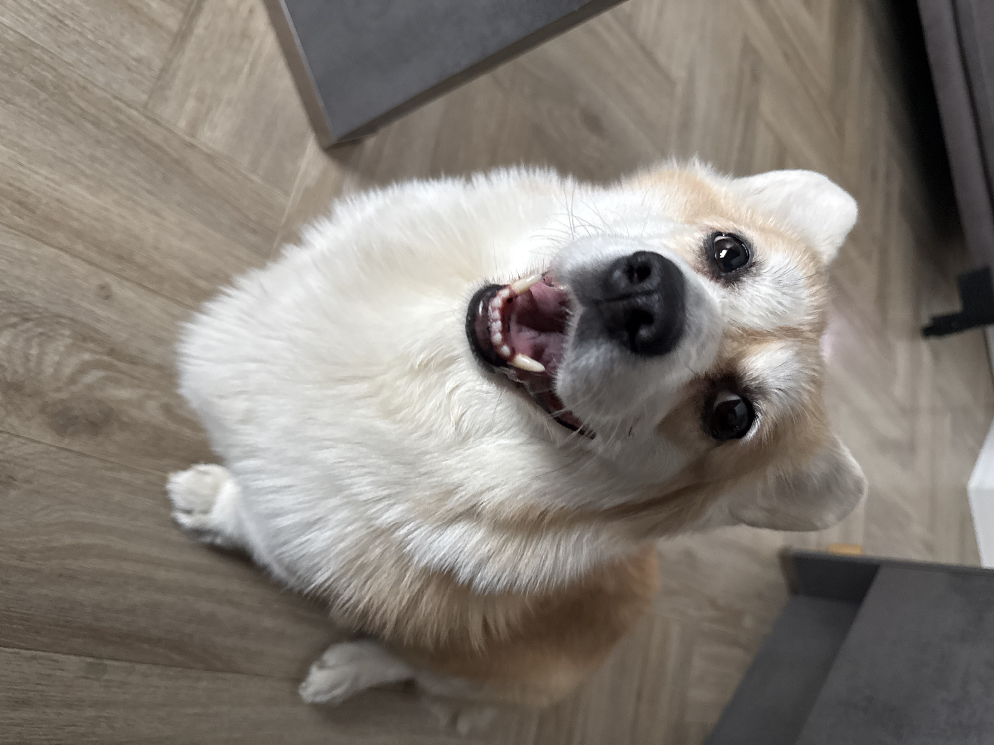 A tan and white corgi dog sits on a light brown wood-patterned floor. The dog is looking up at the camera with its mouth open, revealing teeth. Parts of a gray cabinet are visible in the top left and right of the frame. The location is indoors. No information suggests it is in the city of Krasnoyarsk, Russia.