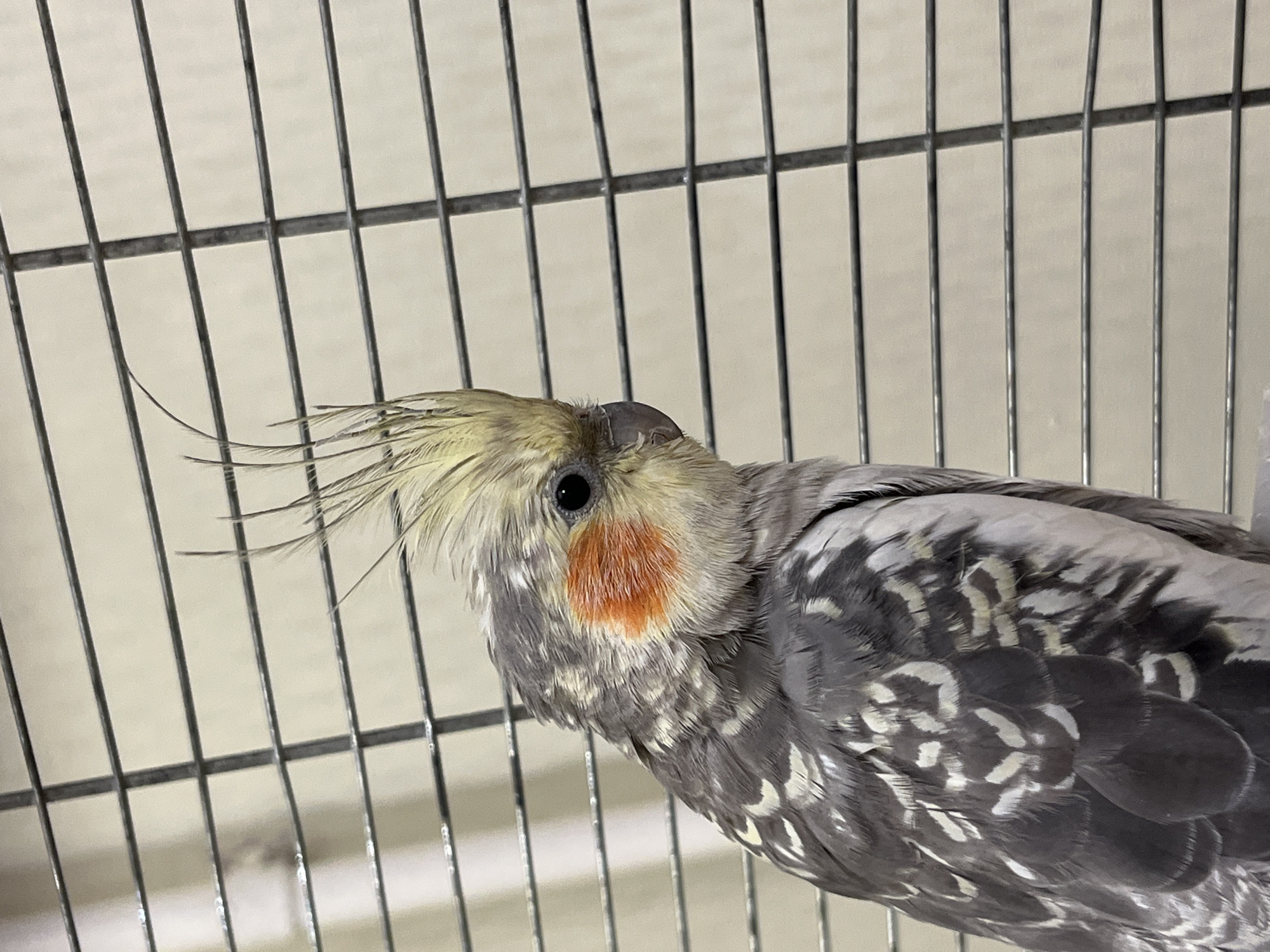 A close-up shot captures a cockatiel perched on a gray metal cage. The bird, facing right, displays a prominent crest of pale yellow feathers, a bright orange cheek patch, and a dark eye. Its body is adorned with a mix of gray and white patterned feathers. The background consists of the cage bars and a pale, textured wall. The image does not contain any information related to Ivanteyevka, Russia.